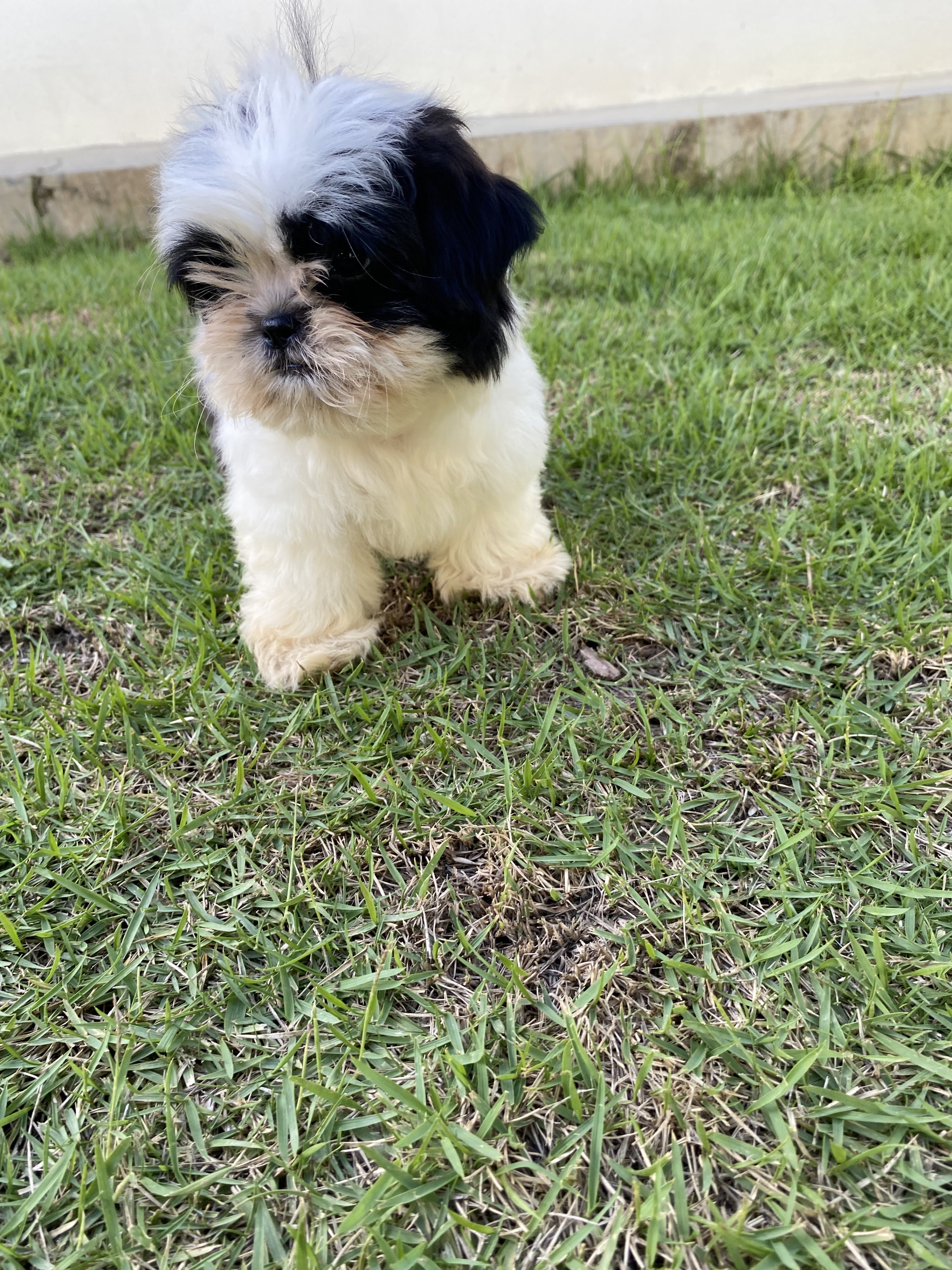 animales y mascotas - Shihtzu en ventas 25 mil pesos dominicanos  1