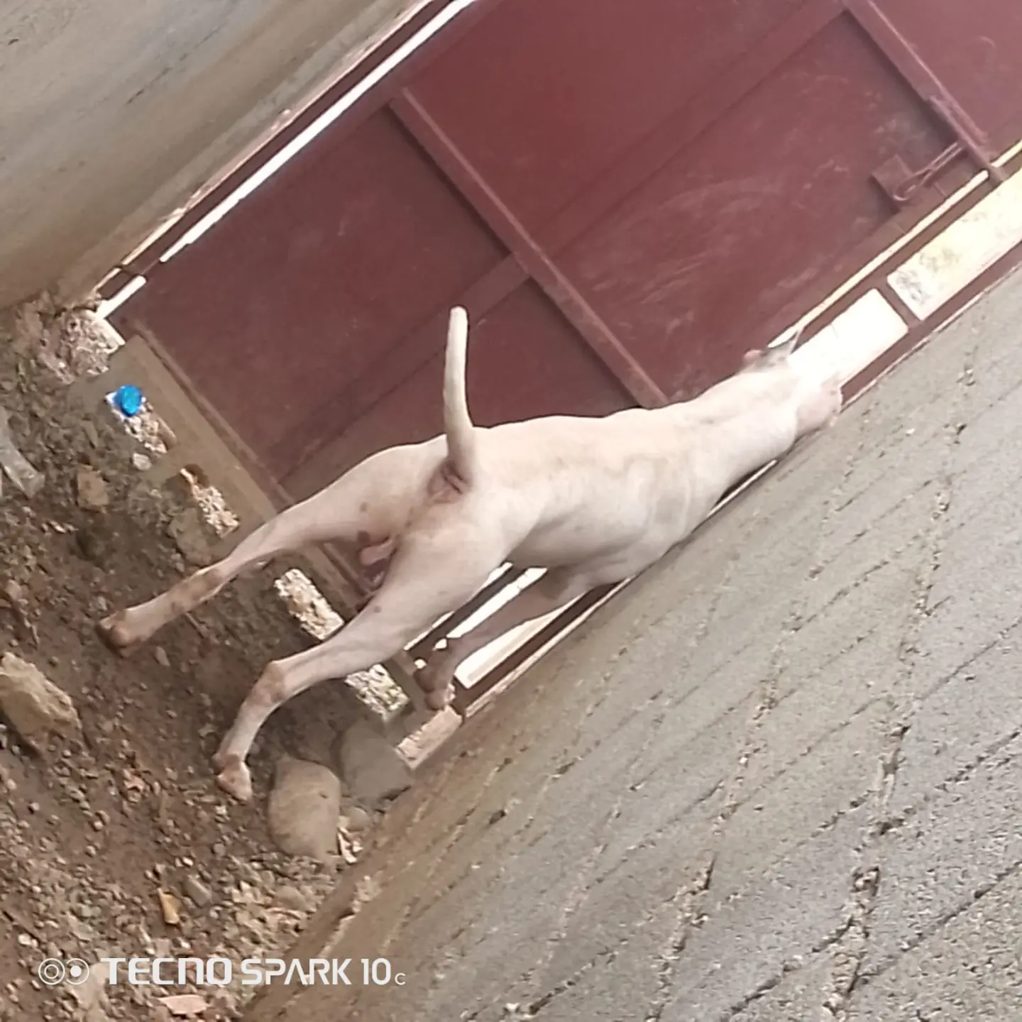 animales y mascotas - Dogo argentino monta  0
