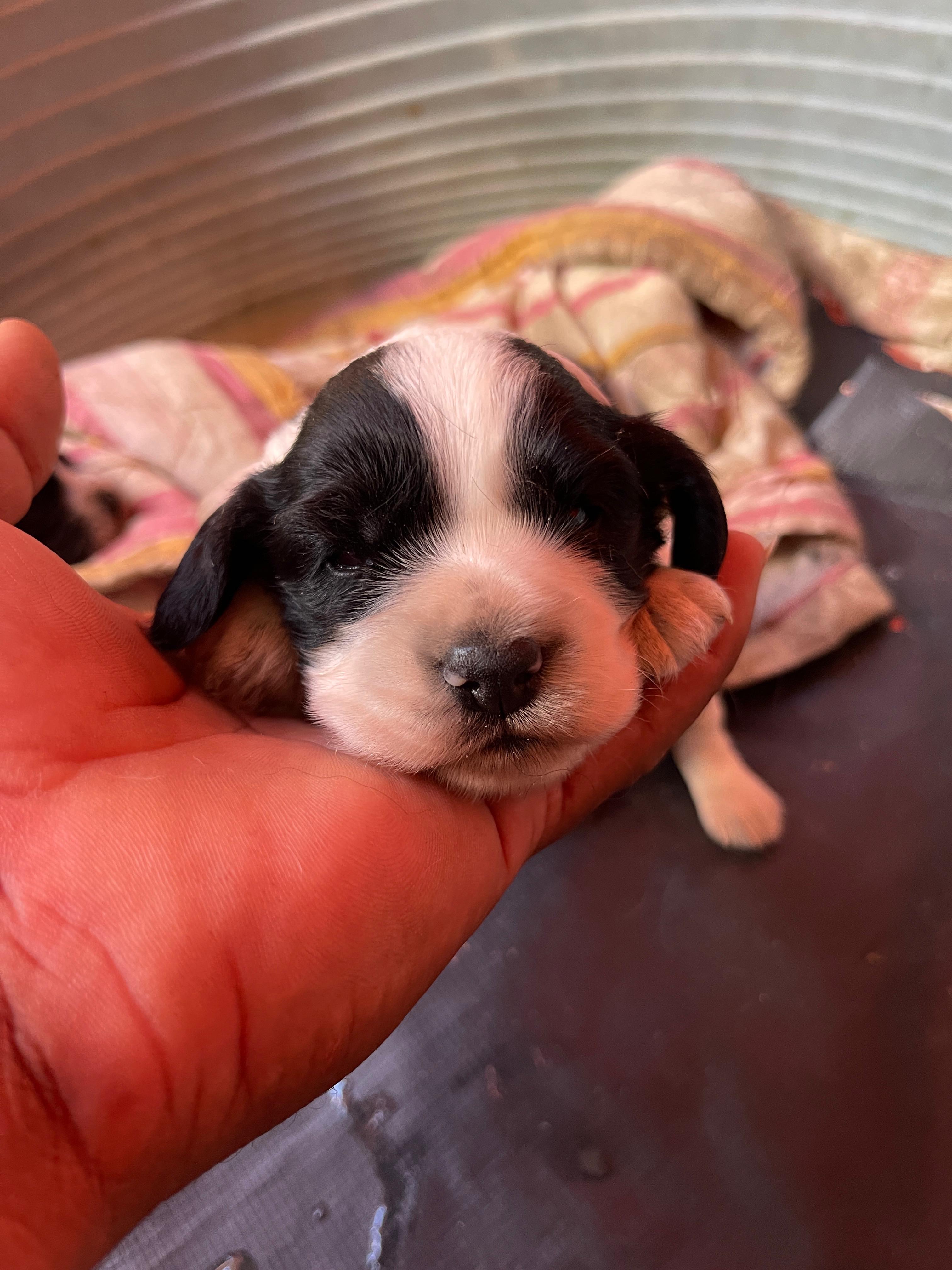 animales y mascotas - cocker Spaniel  1