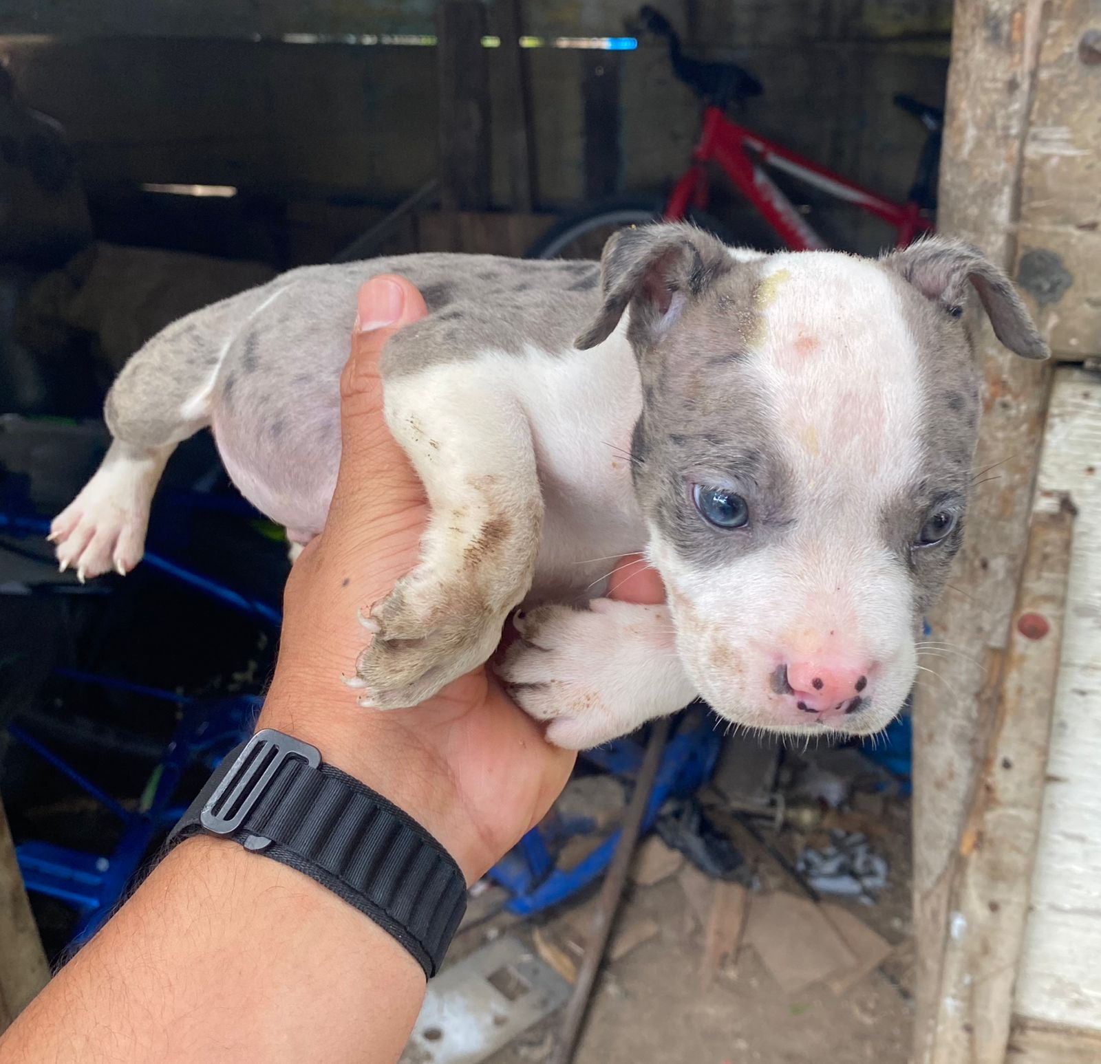 animales y mascotas - Pitbull Blue Merle 4