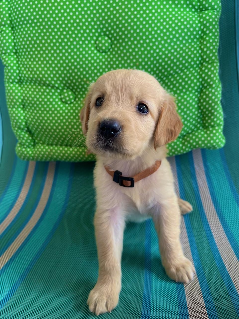animales y mascotas - cachorro Golden Retriever  0