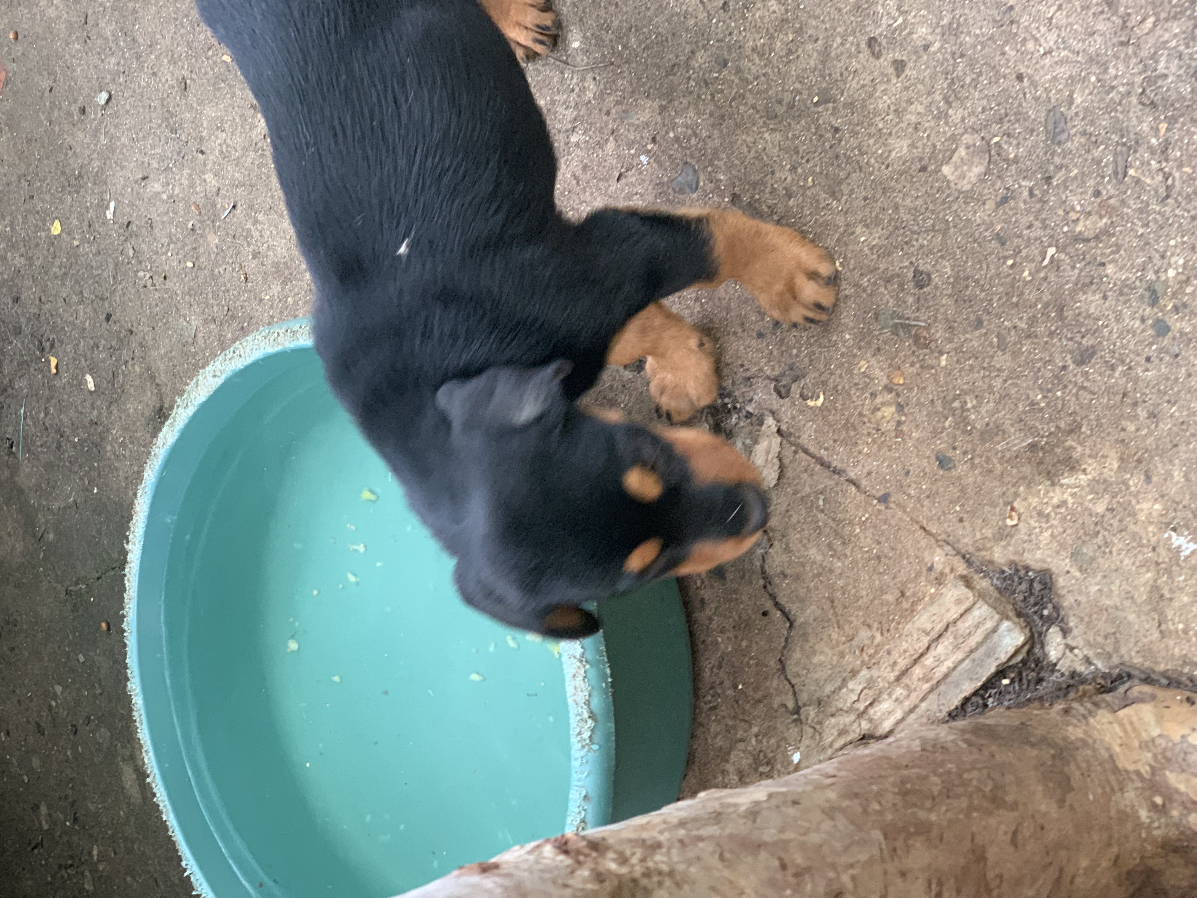 animales y mascotas - Cachorros Rothweiler en venta  3