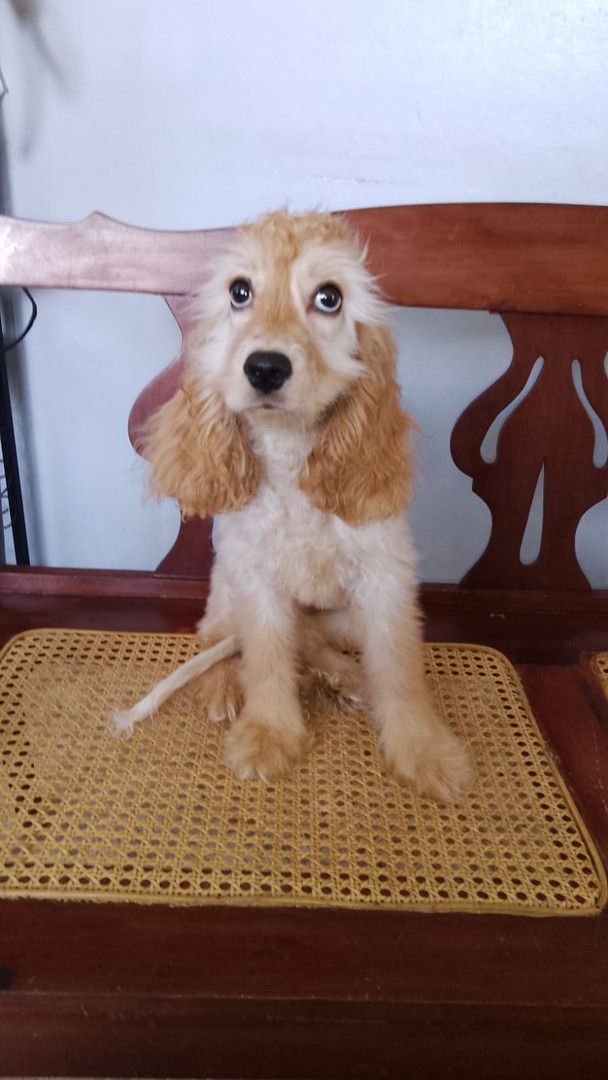 animales y mascotas - Cachorros Cocker 3