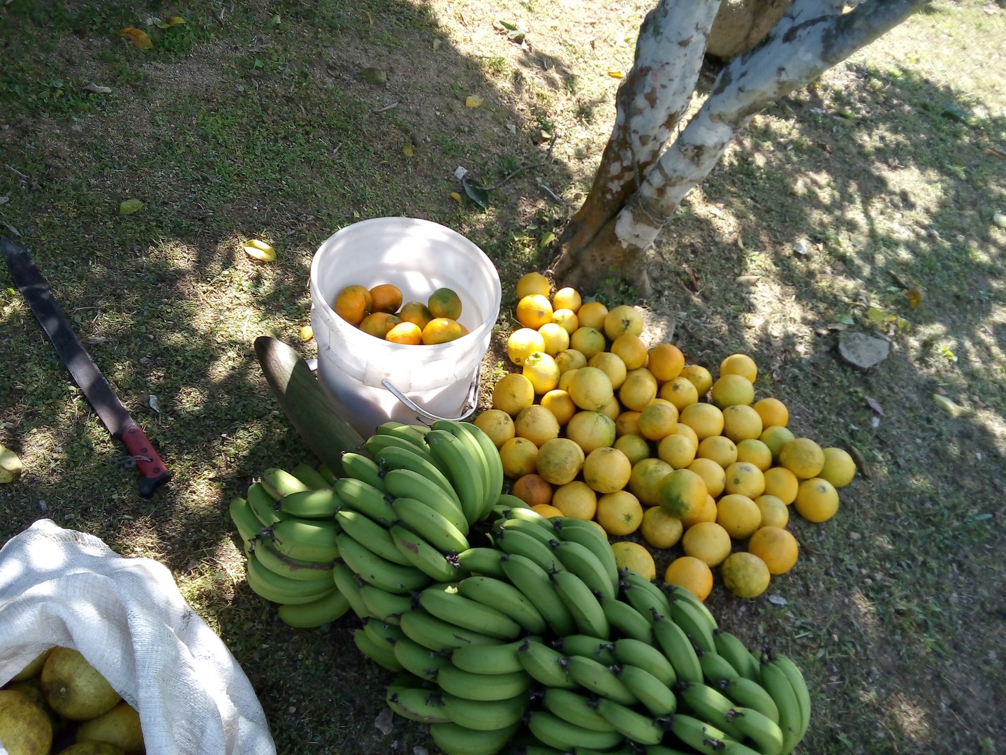 solares y terrenos - SE VENDE FINCA EN EL CACAO de San Cristóbal  6
