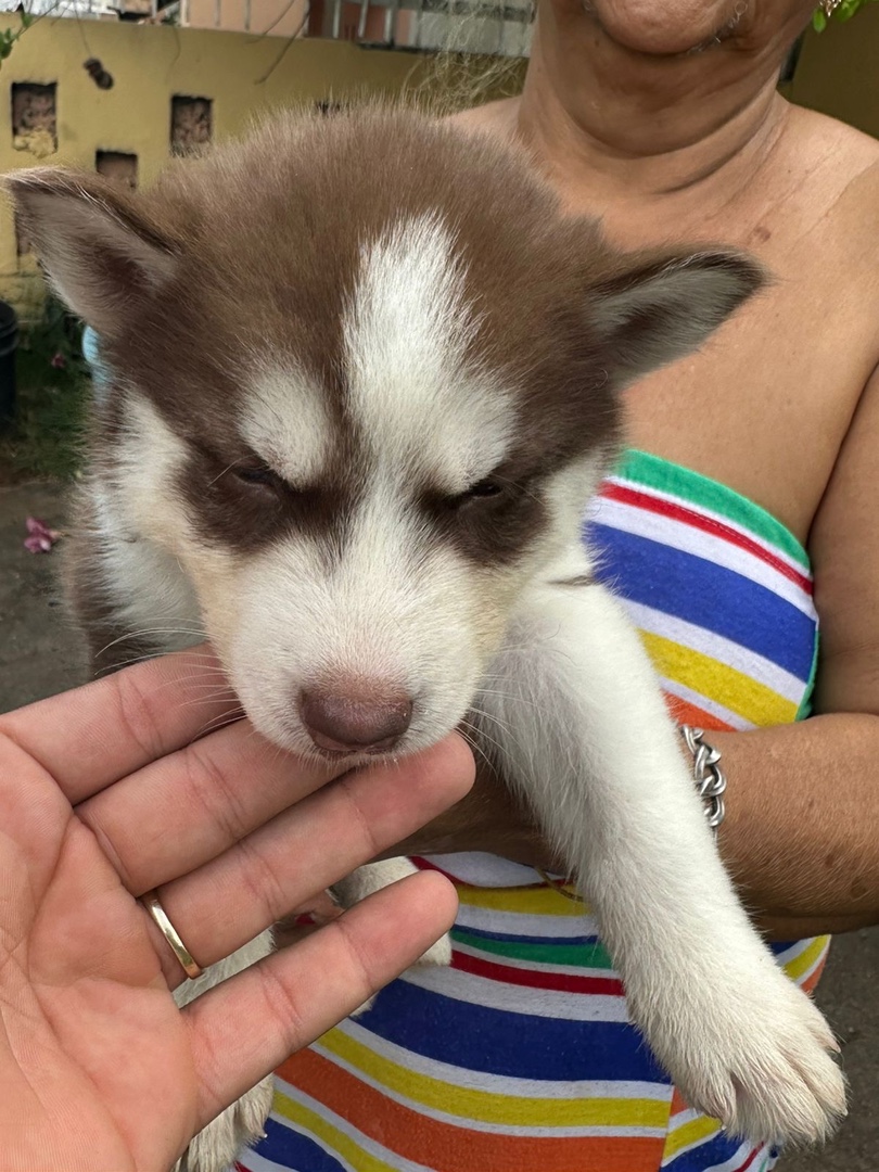 animales y mascotas - Husky siberiano 0