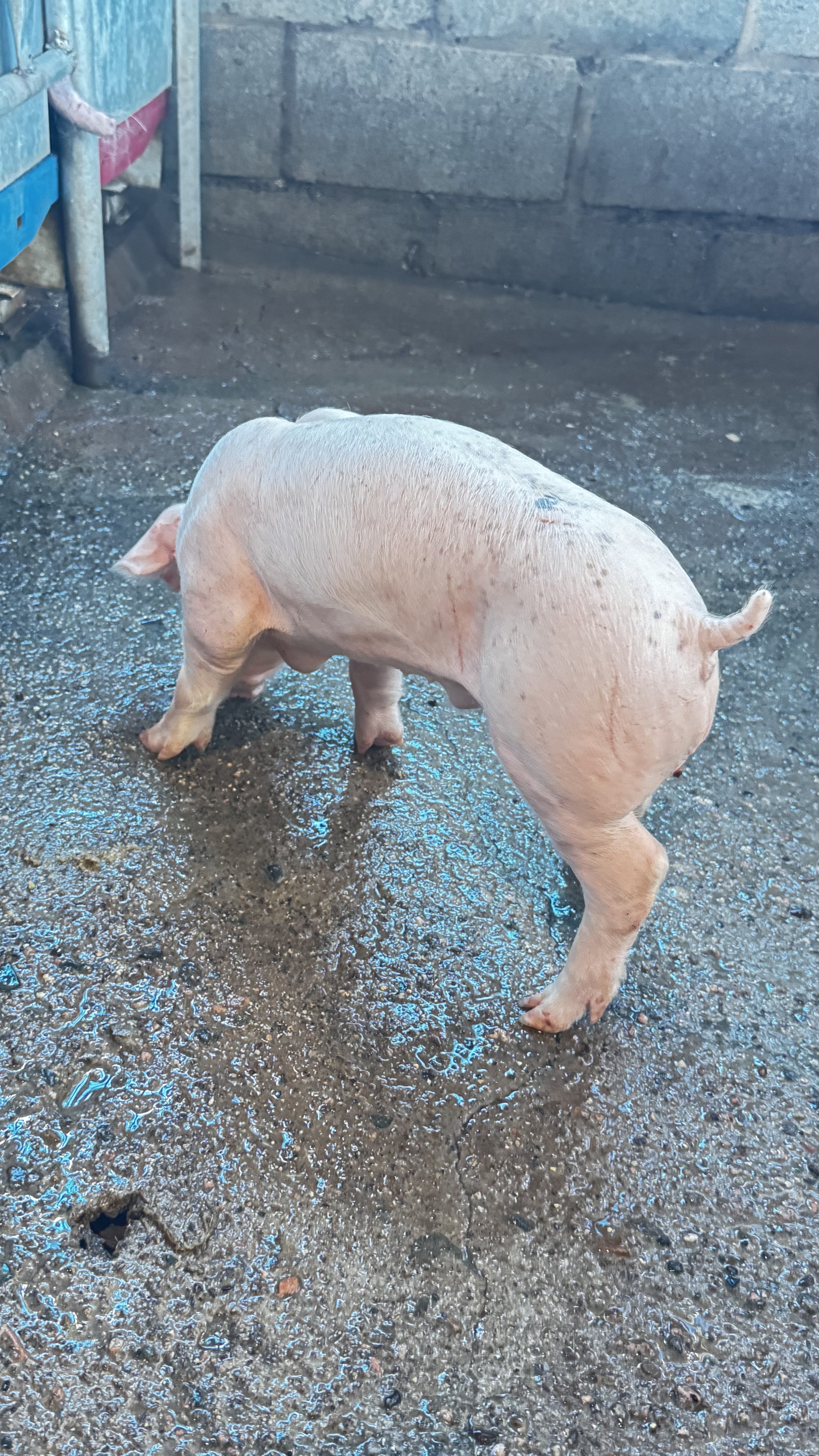animales y mascotas - VENDO CERDOS AL DESTETE 15