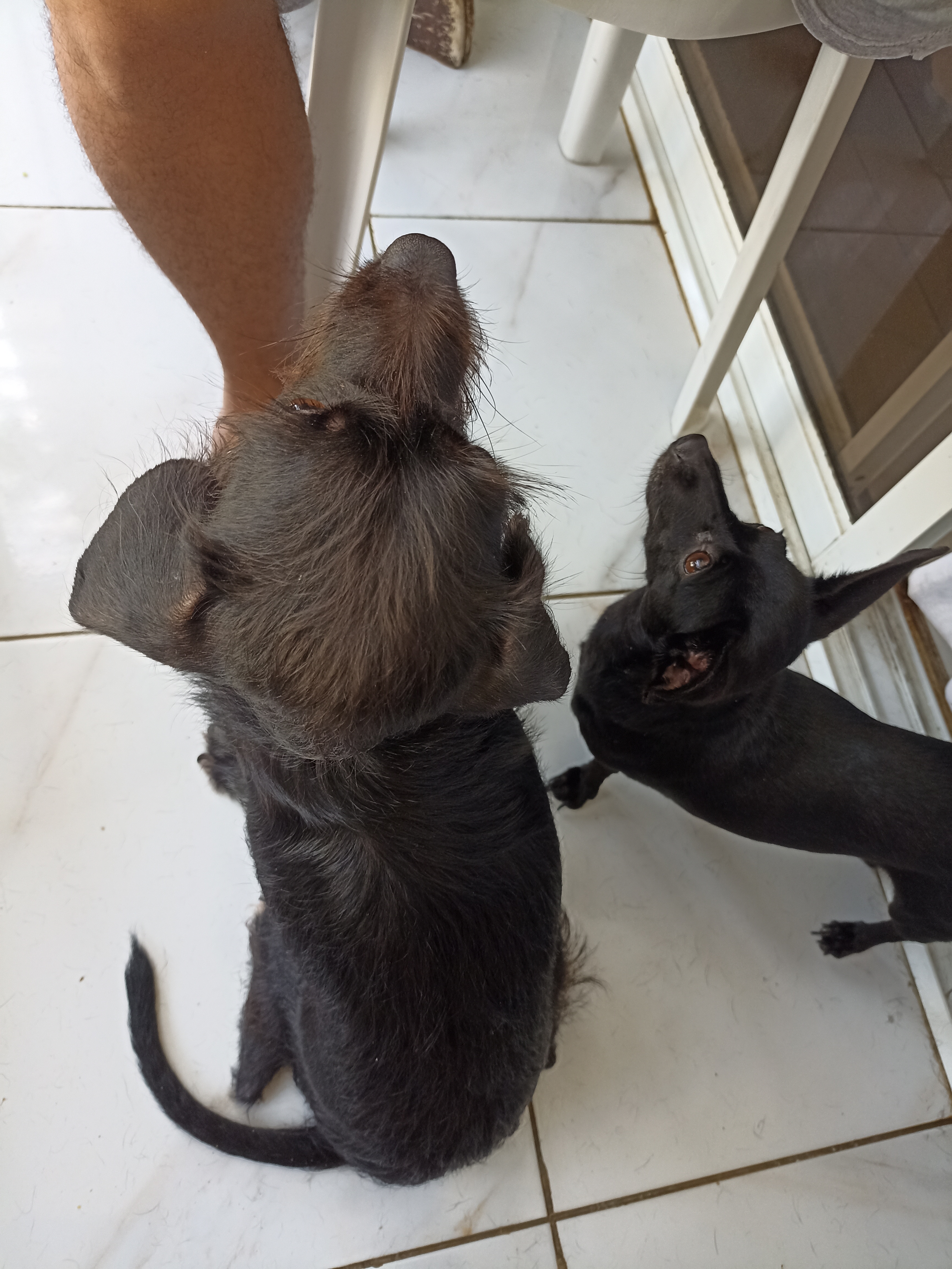 animales y mascotas - Perritas en adopción 0