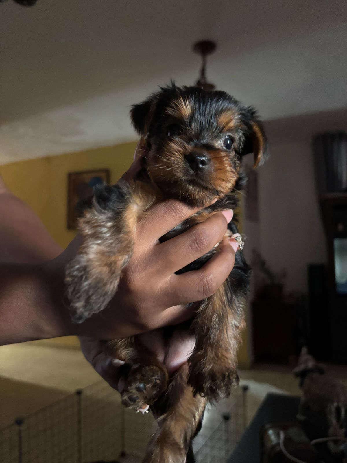 animales y mascotas - Yoshire varón de 2 mese de raza 3