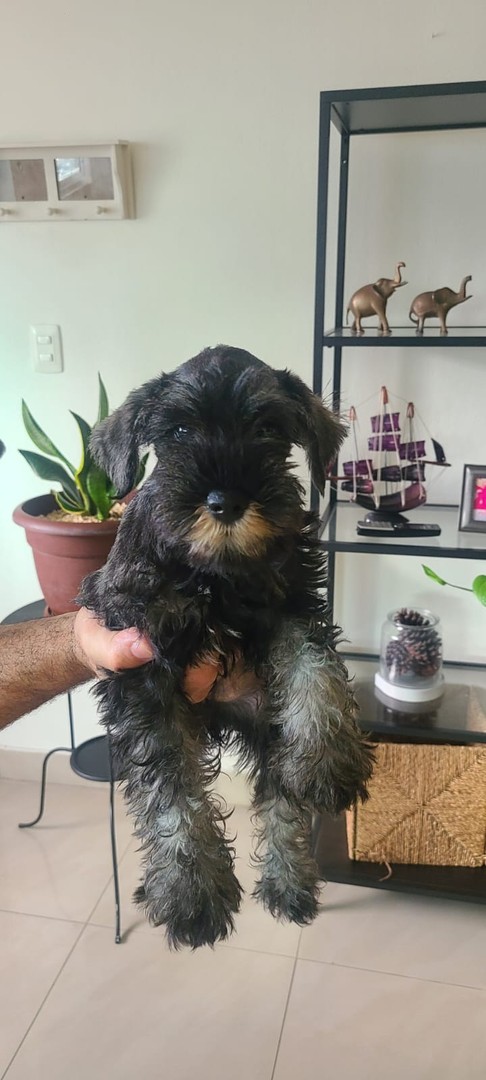 animales y mascotas - Schnauzer standard cachorros hembra y macho  5