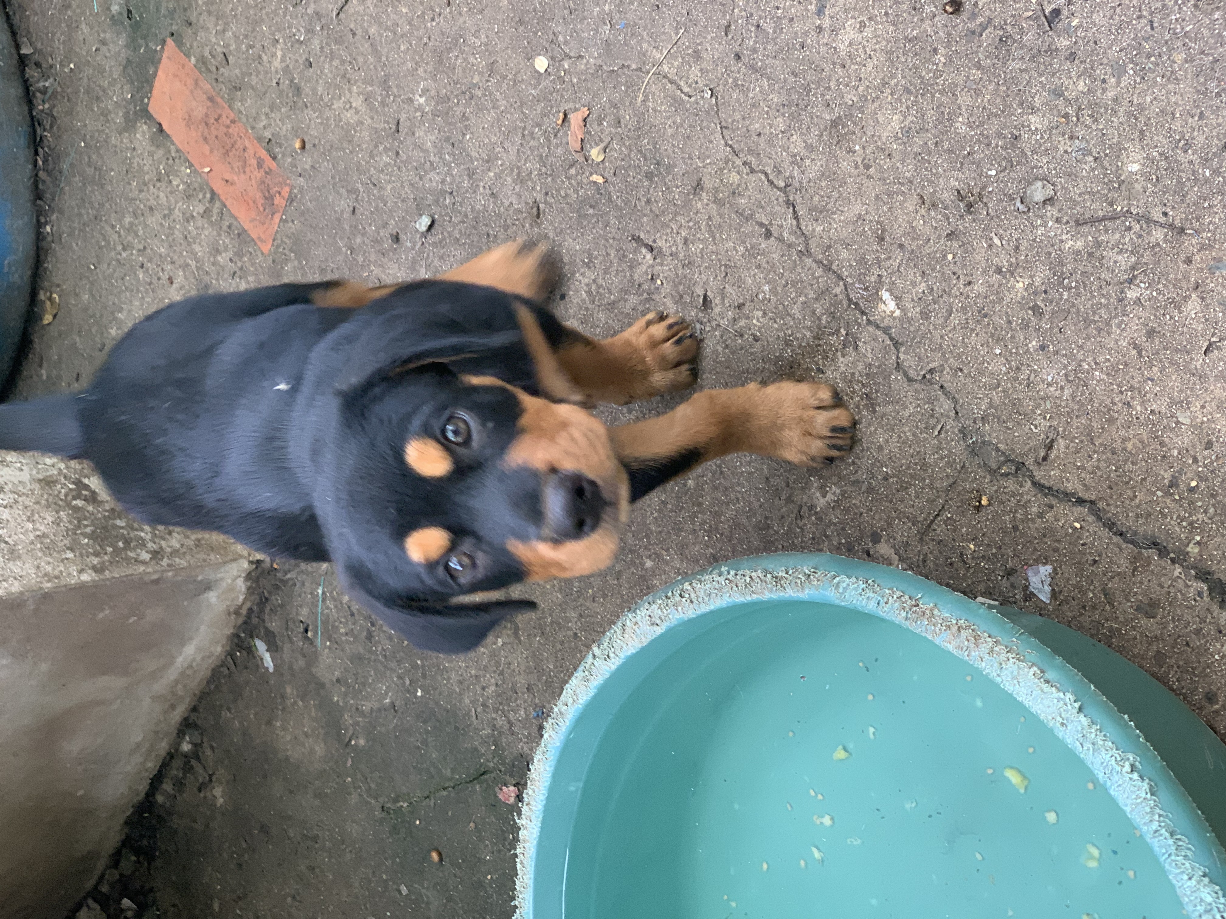 animales y mascotas - Cachorros Rothweiler en venta  0