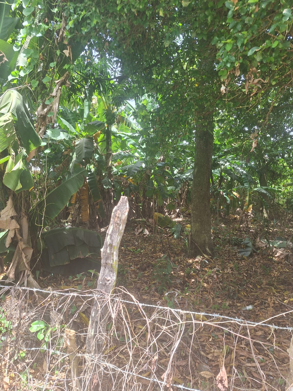 solares y terrenos - Venta solar en Rancho Viejo, La Vega 1