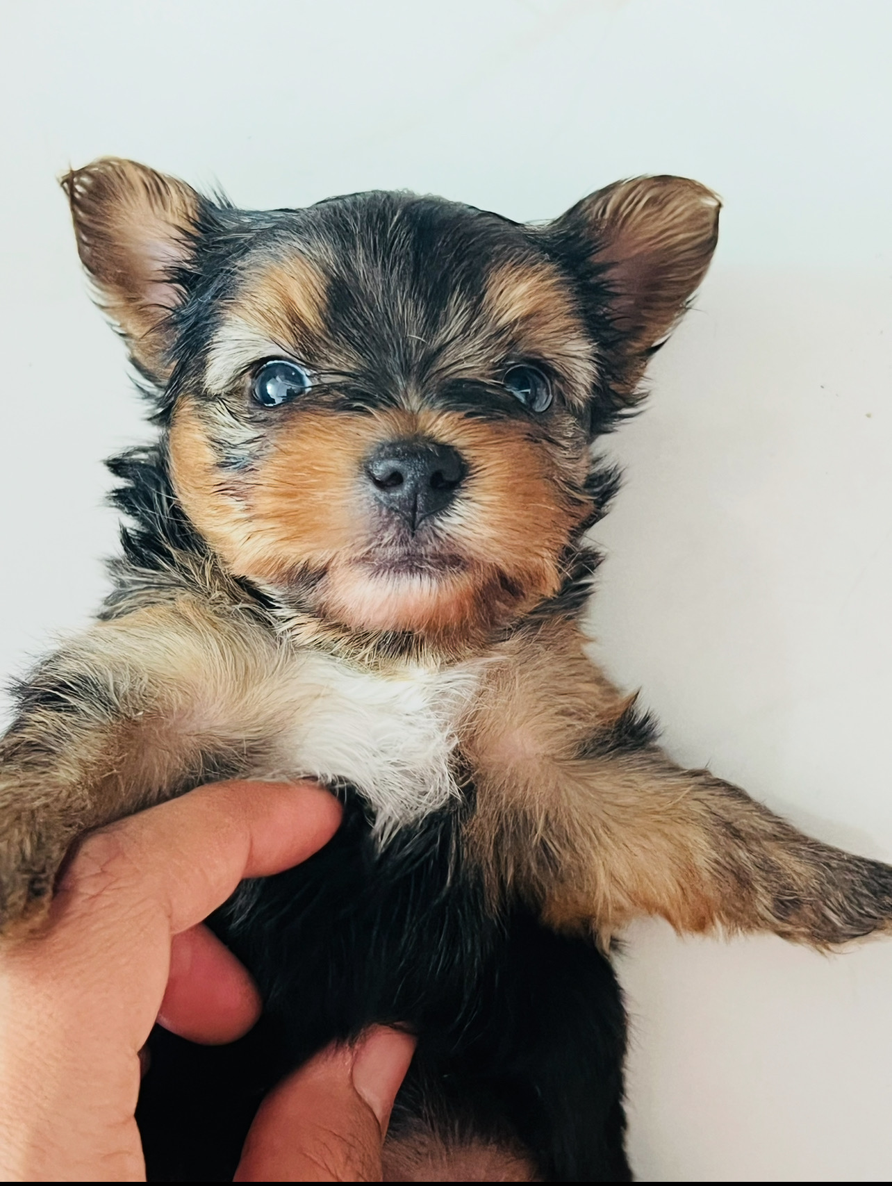 animales y mascotas - Yorkie 100% puro 1