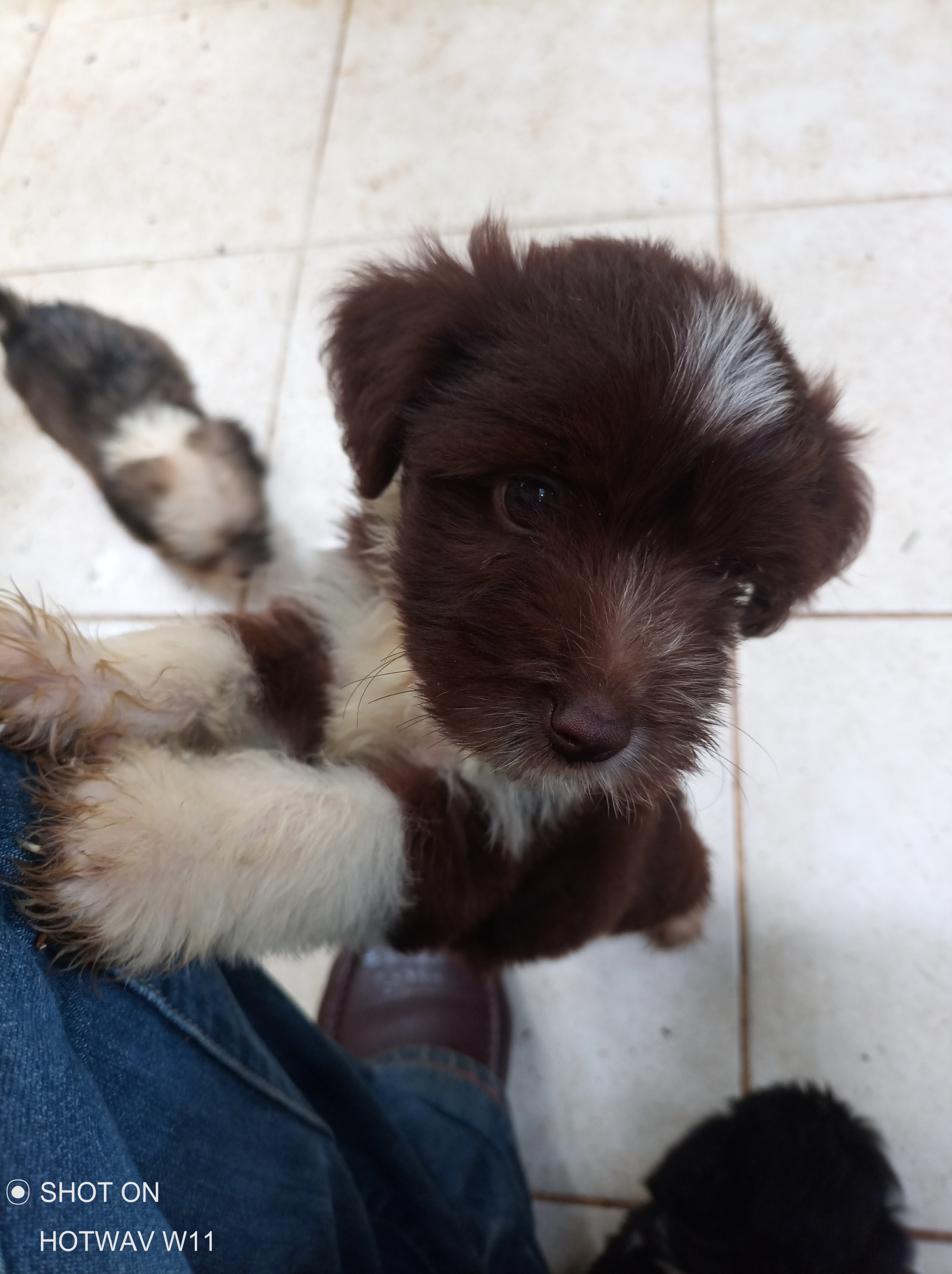 animales y mascotas - Poodle 