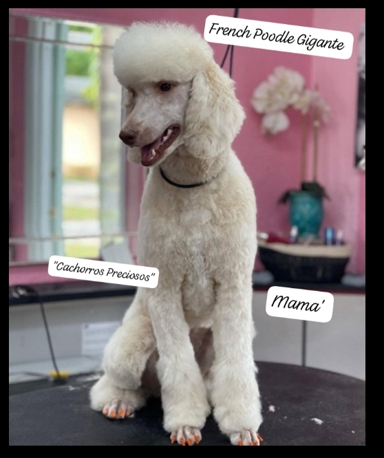 animales y mascotas - French Poodle Gigante y Goldendoodle de oportunidad!!! 1