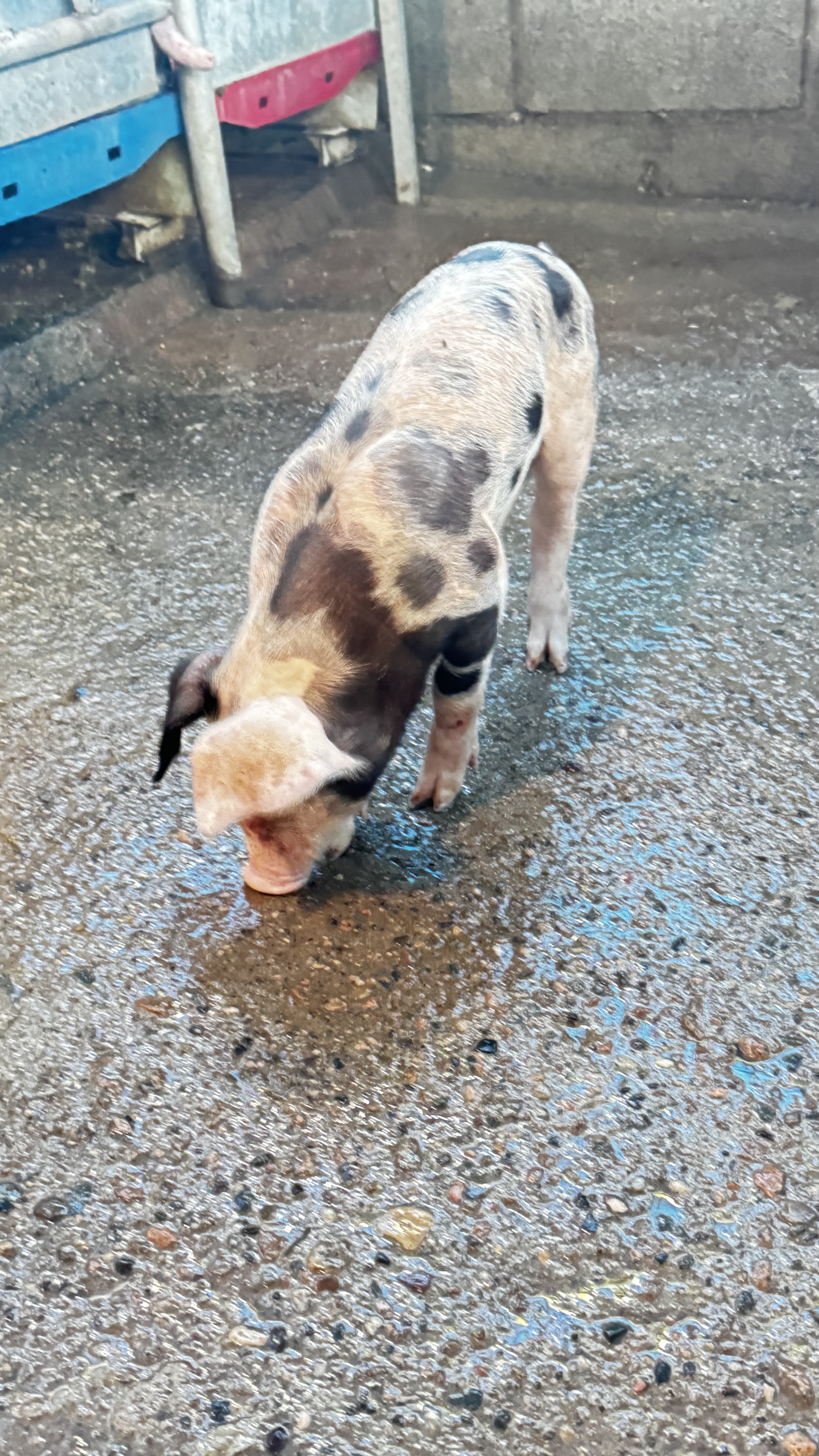 animales y mascotas - VENDO CERDOS AL DESTETE 16