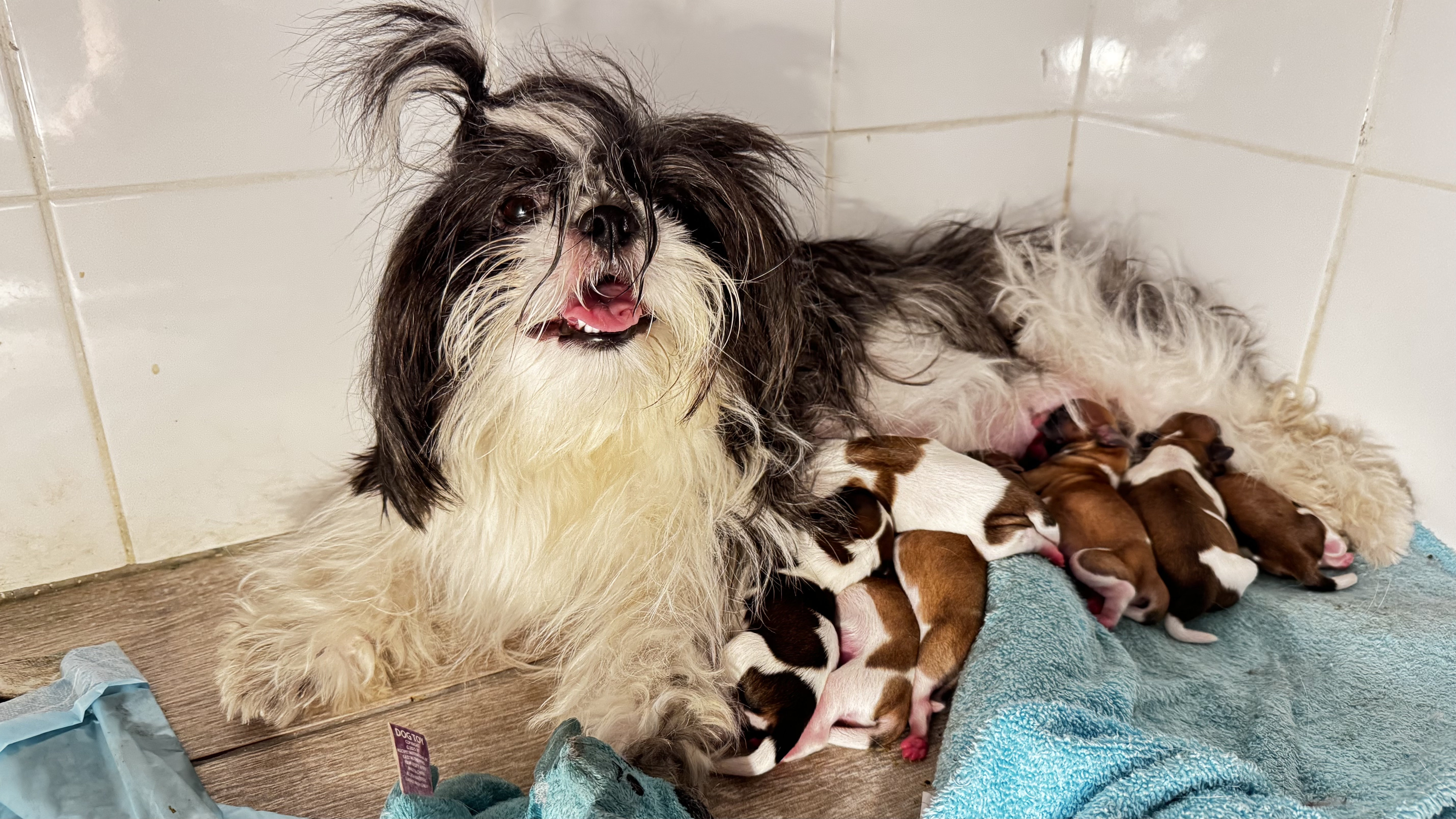 animales y mascotas - Shih tzu 0