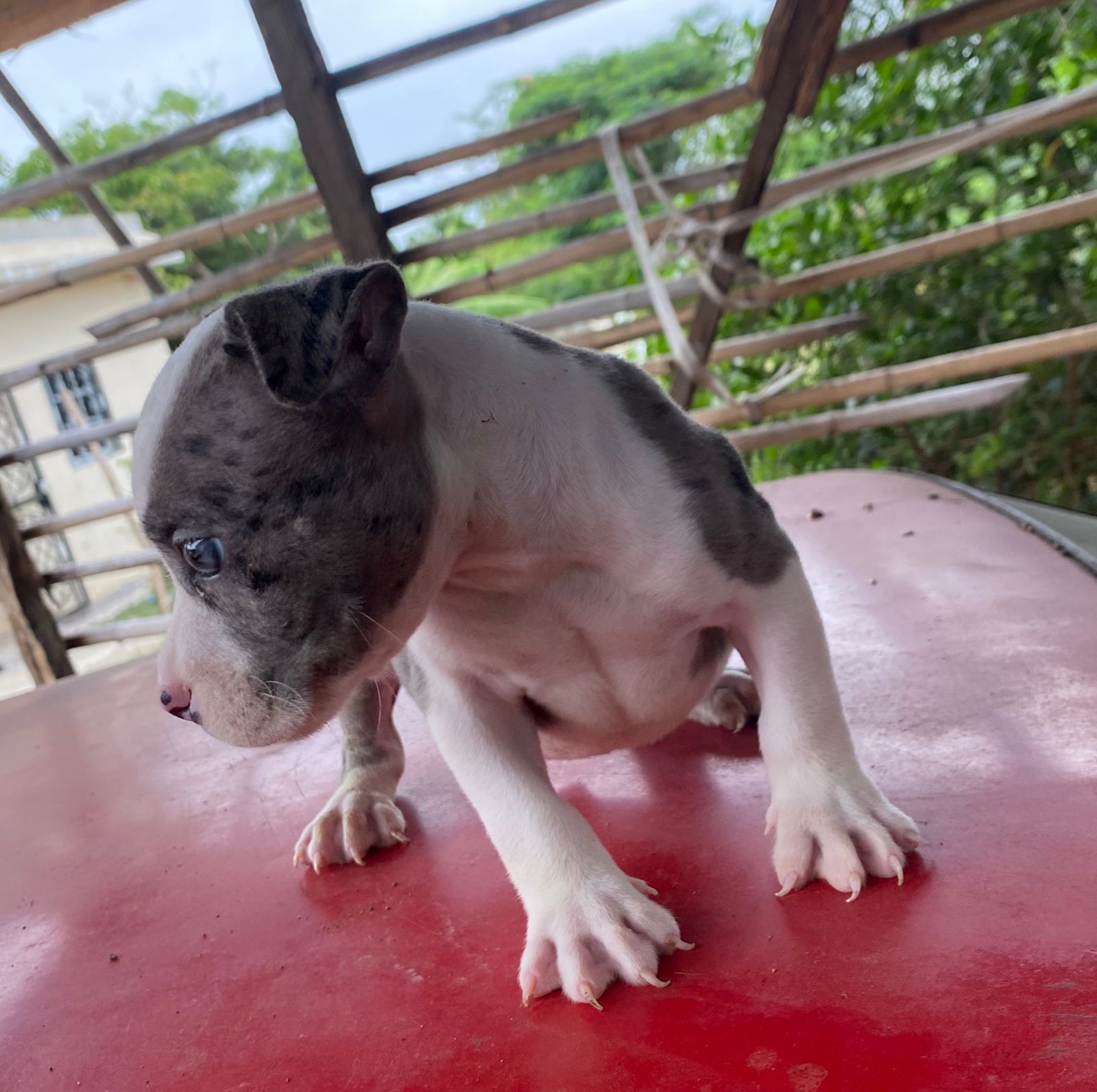 animales y mascotas - Pitbull Blue Merle 2