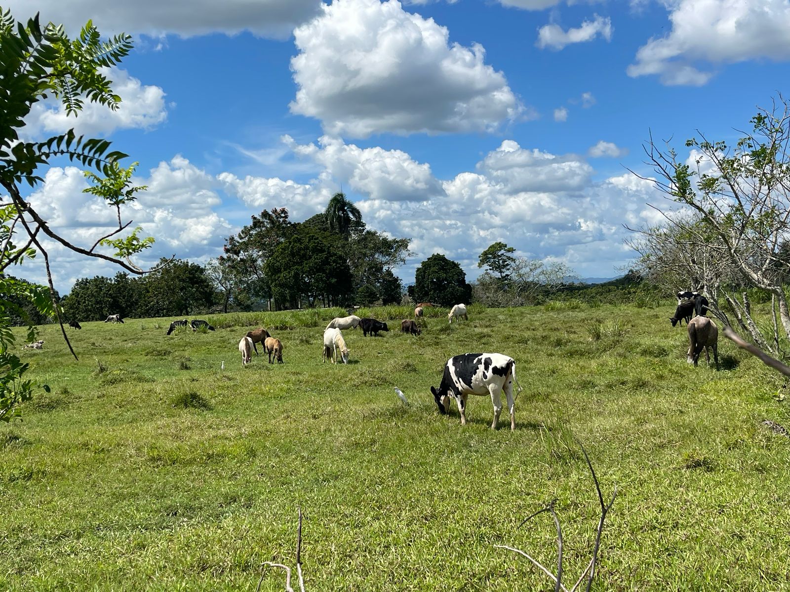 solares y terrenos - FINCA 1,000 TAREAS HACIENDA ESTRELLA, POR PARTES O COMPLETA, A LA ORILLA CARRETE