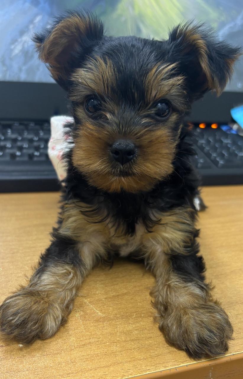 animales y mascotas - Yoshire varón de 2 mese de raza 4