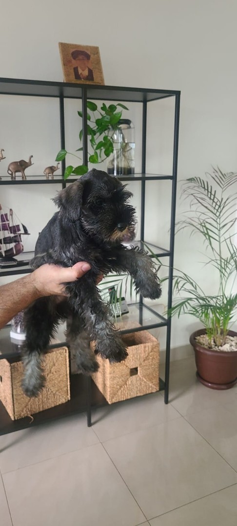animales y mascotas - Schnauzer standard cachorros hembra y macho  6