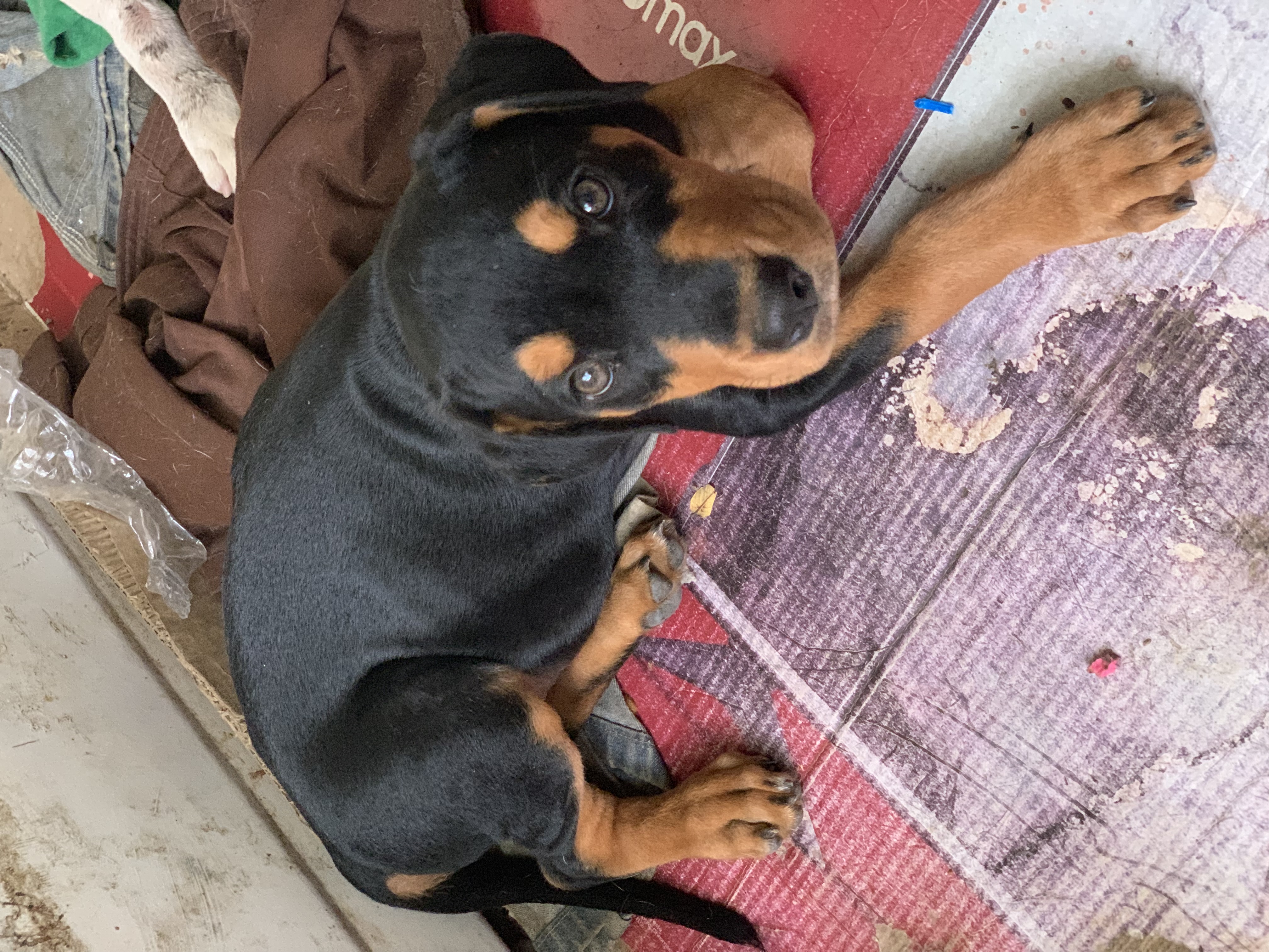 animales y mascotas - Cachorros Rothweiler en venta  1