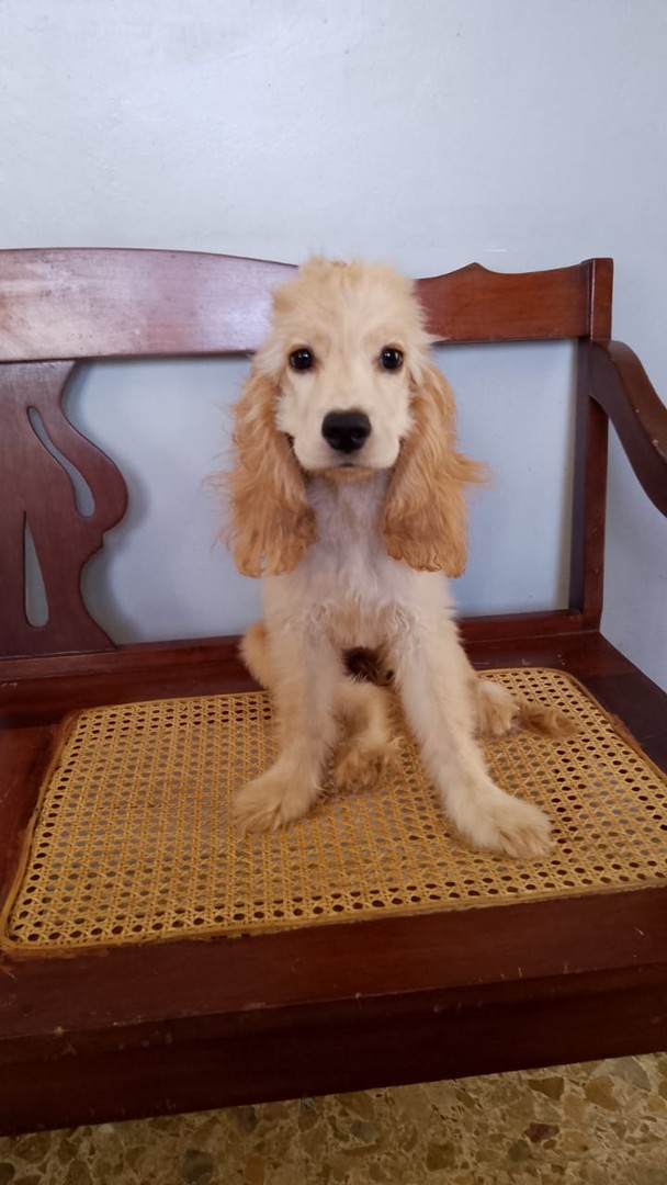 animales y mascotas - Cachorros Cocker 1