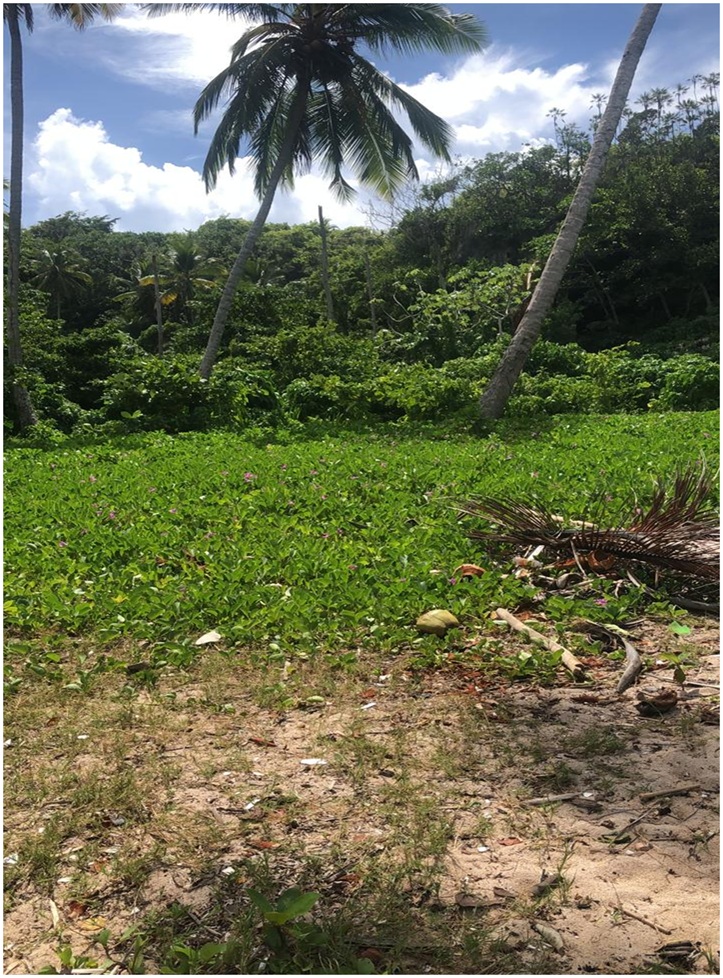 solares y terrenos - 72,185 Mts.s CON PLAYA,  en Playa MADAMA, Las Galeras, Samana de OPORTUNIDAD 1