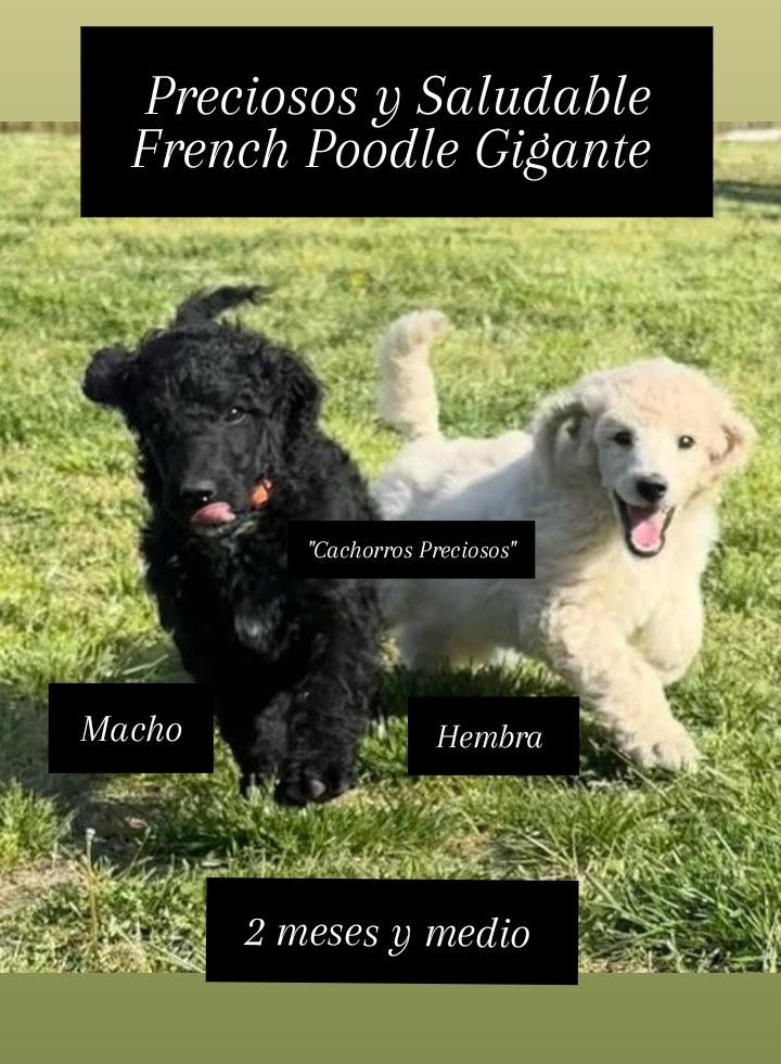 animales y mascotas - French Poodle Gigante y Goldendoodle de oportunidad!!! 2