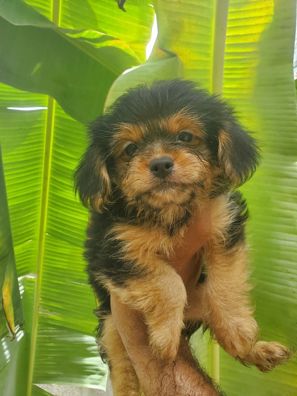animales y mascotas - OFERTA CACHORRO MIX DE CACHORRO YORKIE Y CHIHUAHUA