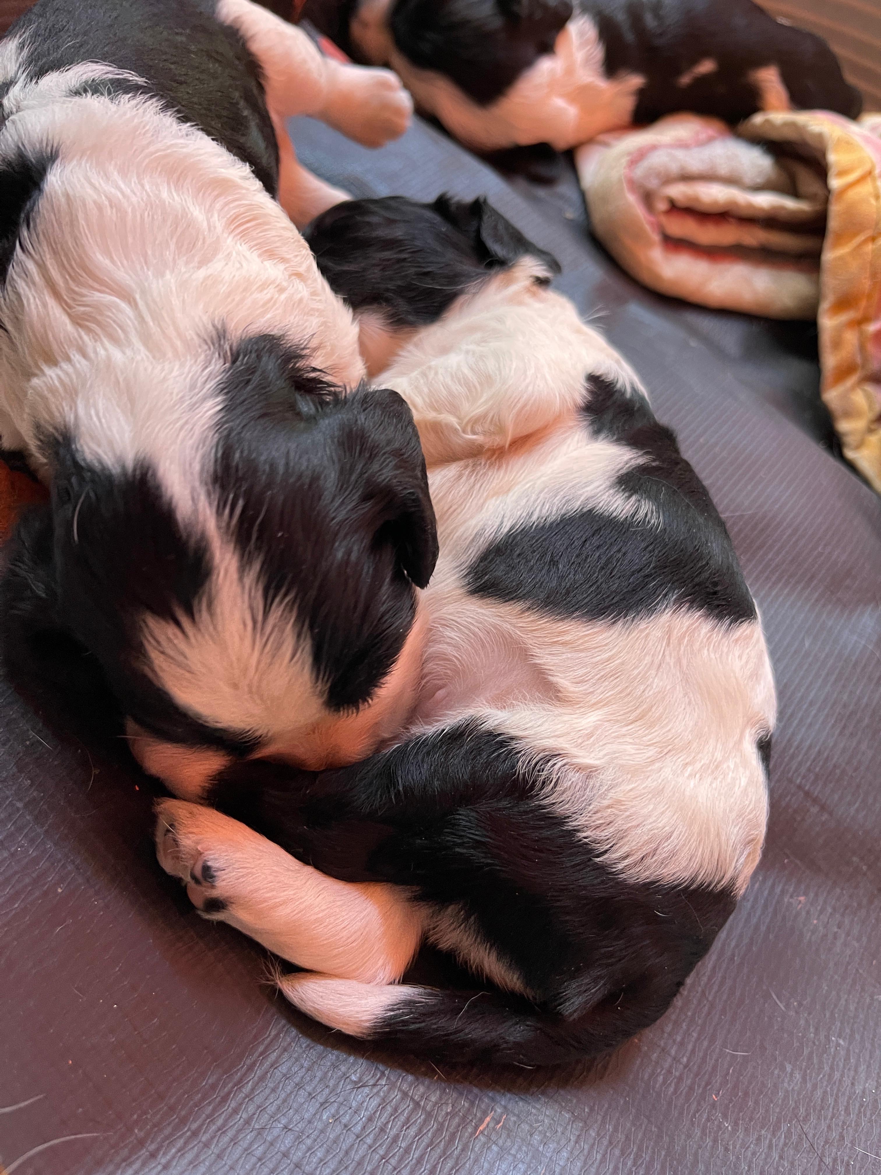 animales y mascotas - cocker Spaniel  0