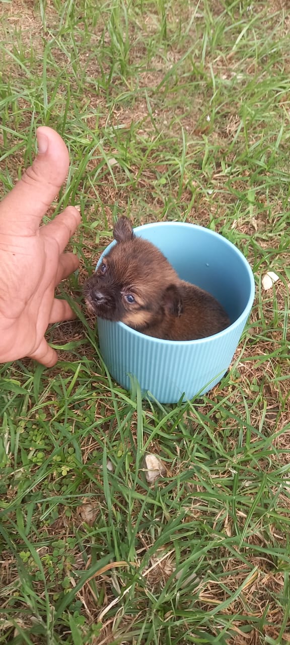animales y mascotas - Tierno Chihuahua Mariposa Macho 0