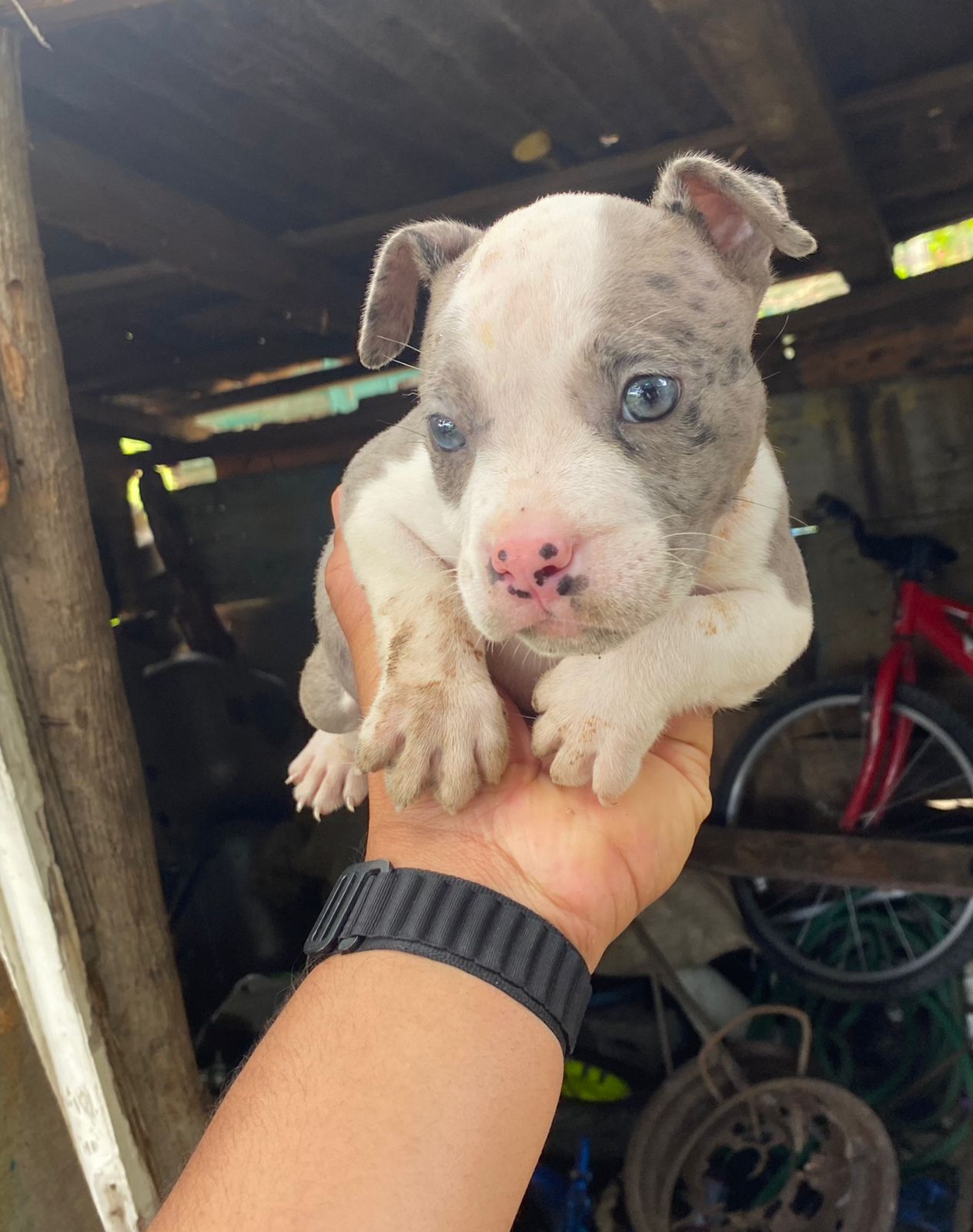 animales y mascotas - Pitbull Blue Merle 3