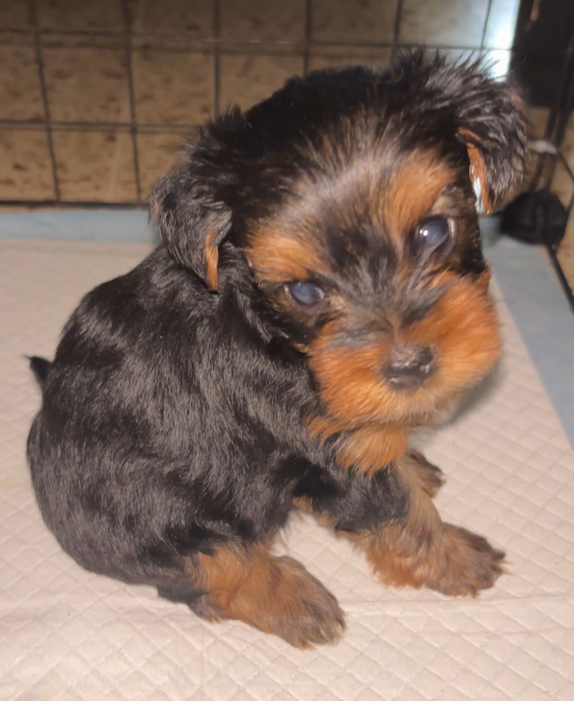 animales y mascotas - Yoshire varón de 2 mese de raza 5