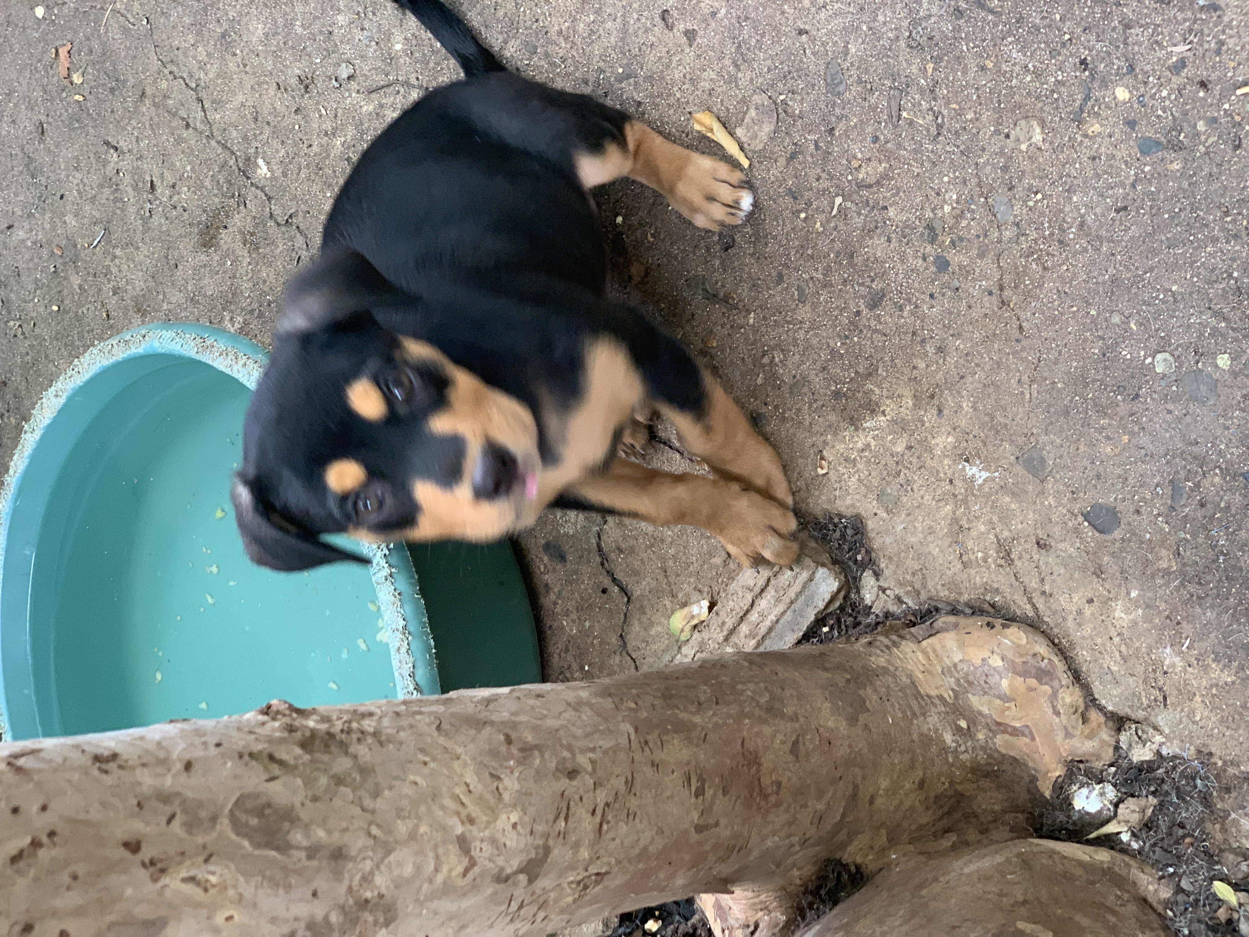 animales y mascotas - Cachorros Rothweiler en venta  2