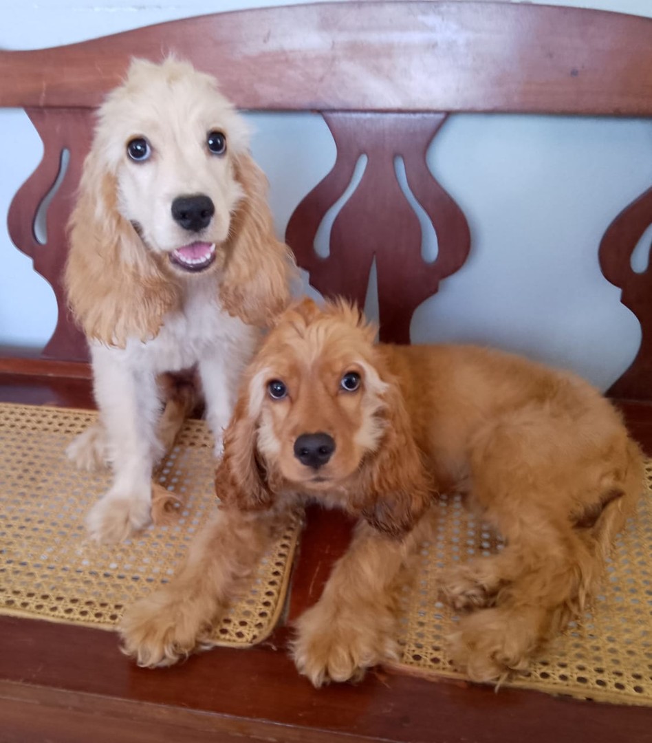 animales y mascotas - Cachorros Cocker 2
