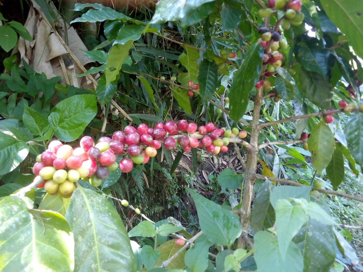 solares y terrenos - SE VENDE FINCA EN EL CACAO de San Cristóbal  5