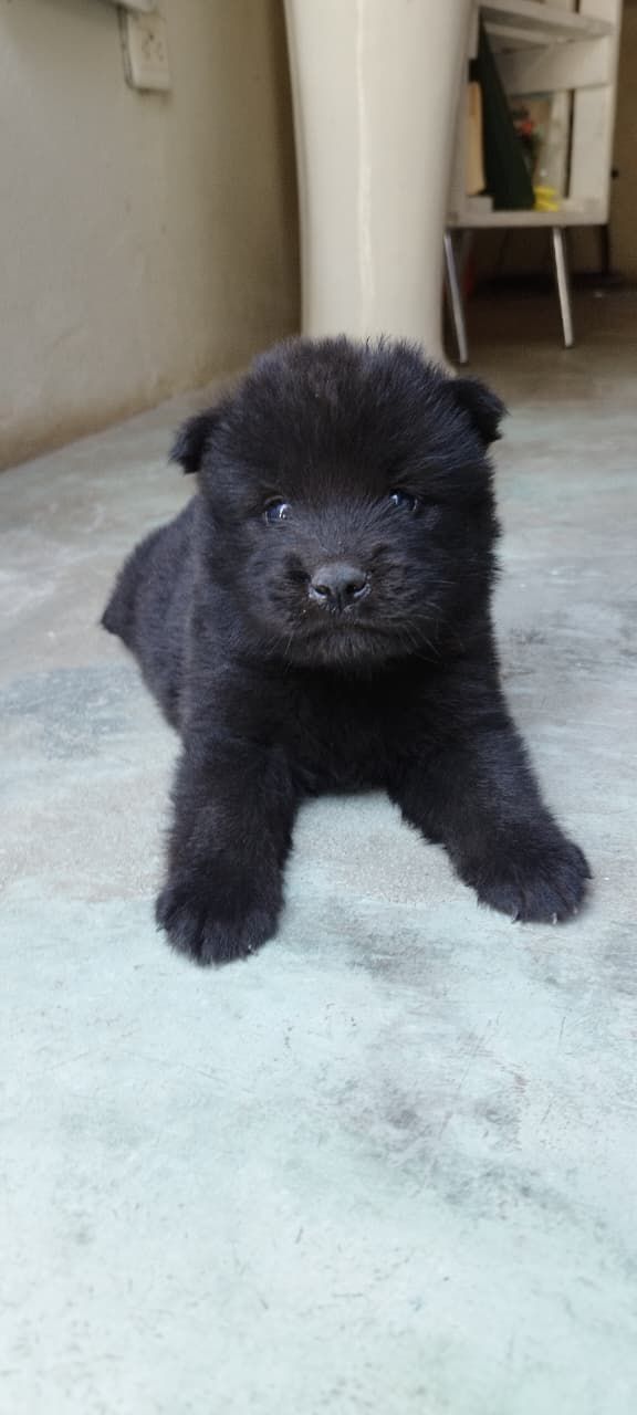 animales y mascotas - Chow Chow ambos sexos 0