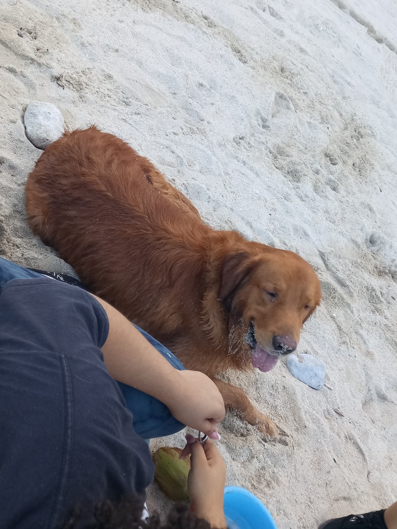animales y mascotas - Golden retrivers  7