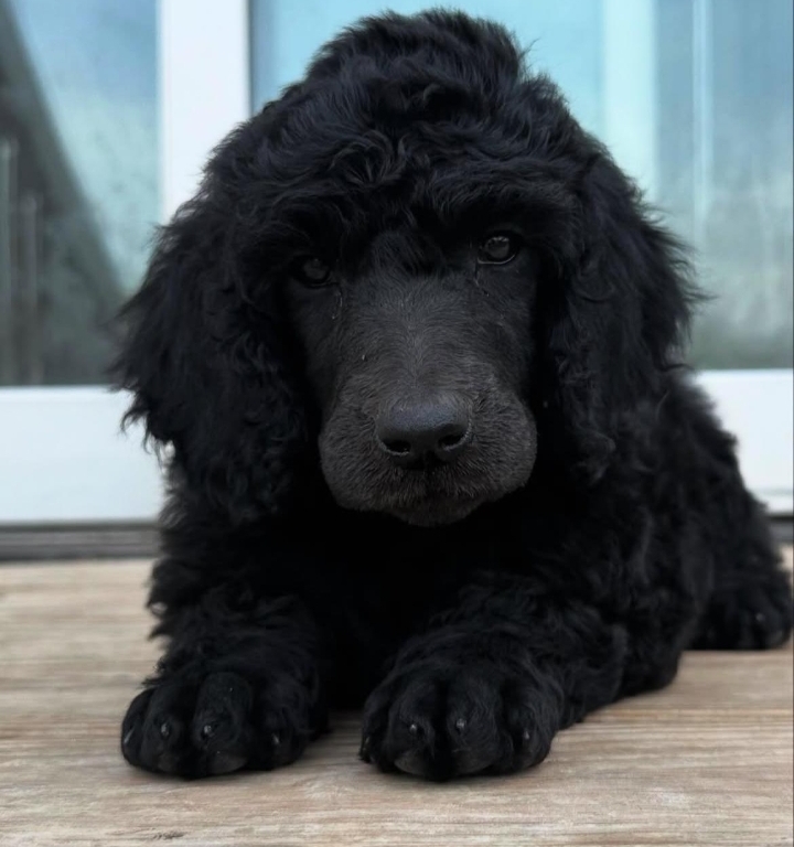 animales y mascotas - French Poodle Gigante y Goldendoodle de oportunidad!!! 3
