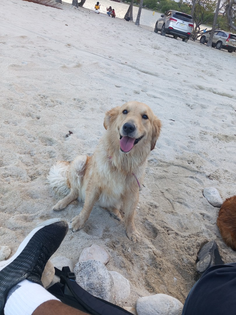 animales y mascotas - Golden retrivers  8