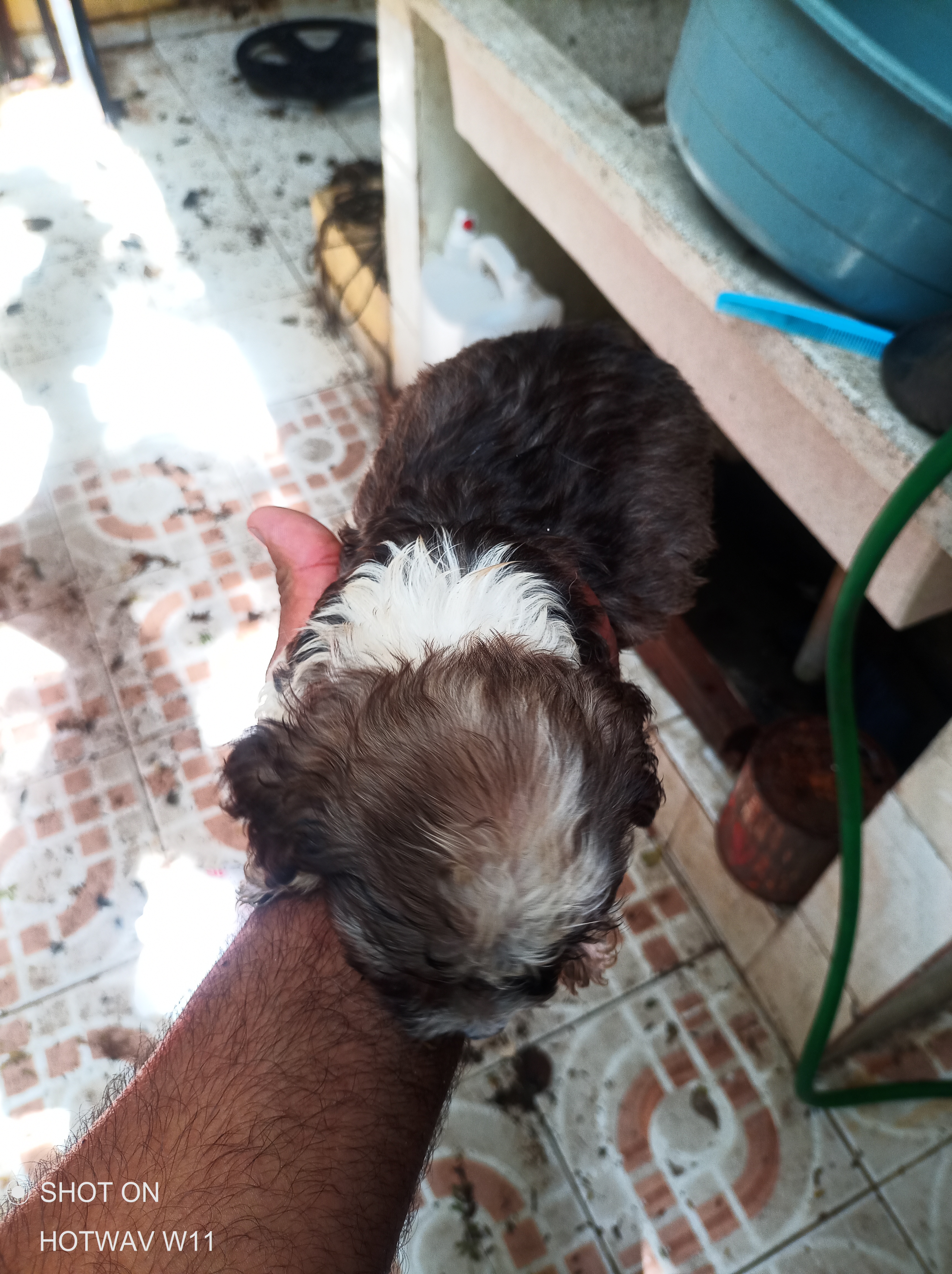 animales y mascotas - Poodle  3