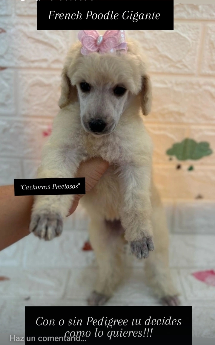 animales y mascotas - French Poodle Gigante y Goldendoodle de oportunidad!!! 4