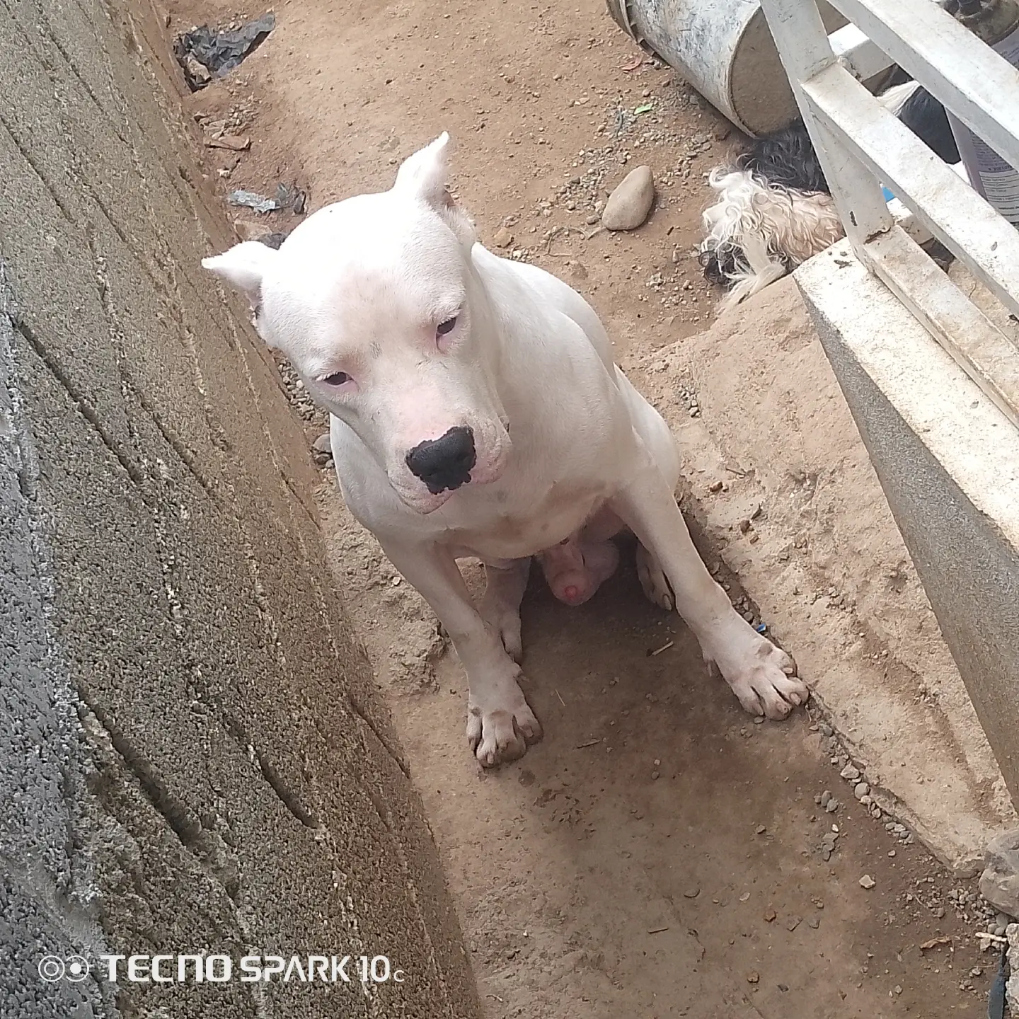 animales y mascotas - Dogo argentino monta  1