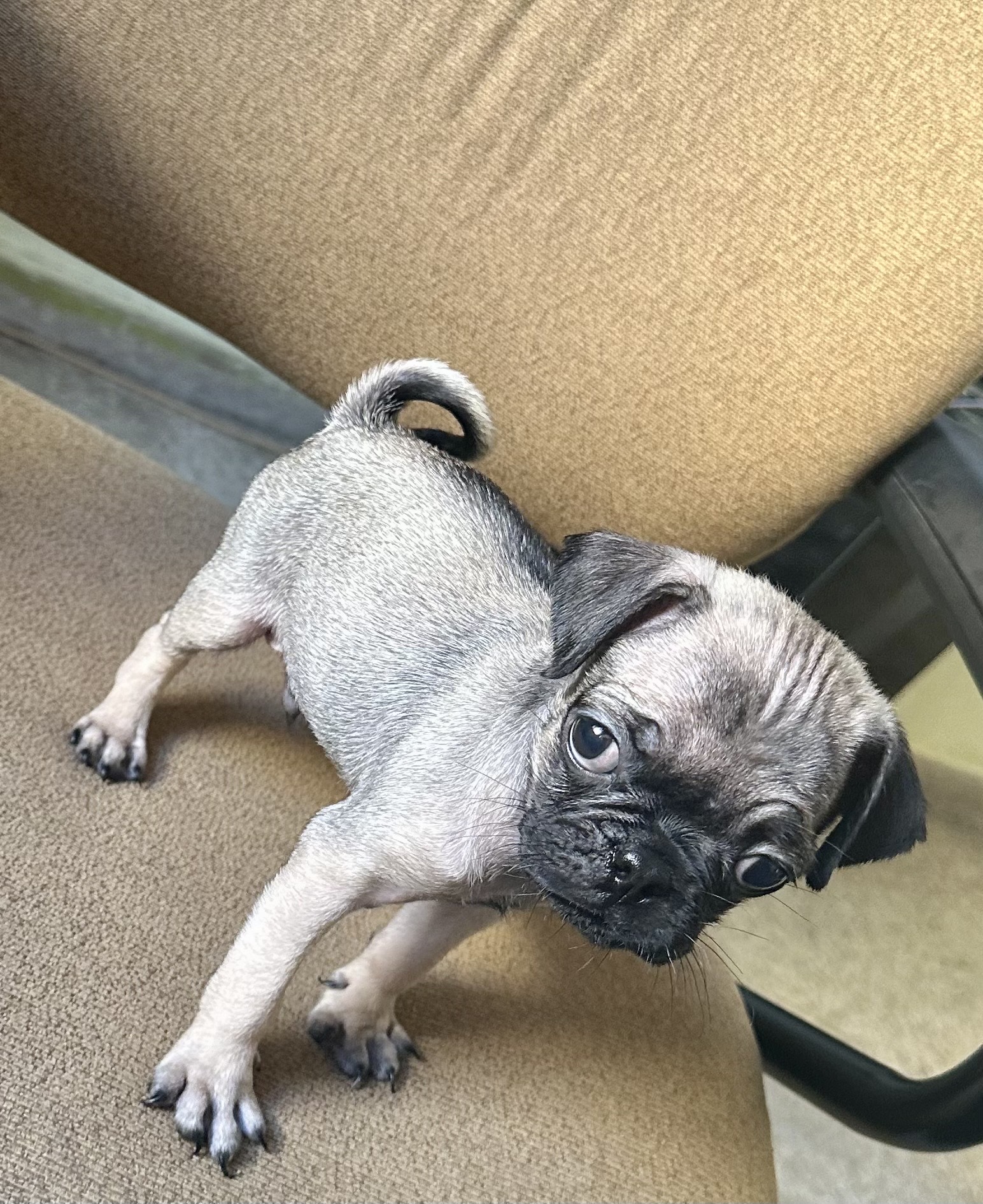 animales y mascotas - cachorro pug vacunado y deparacitado varón  0