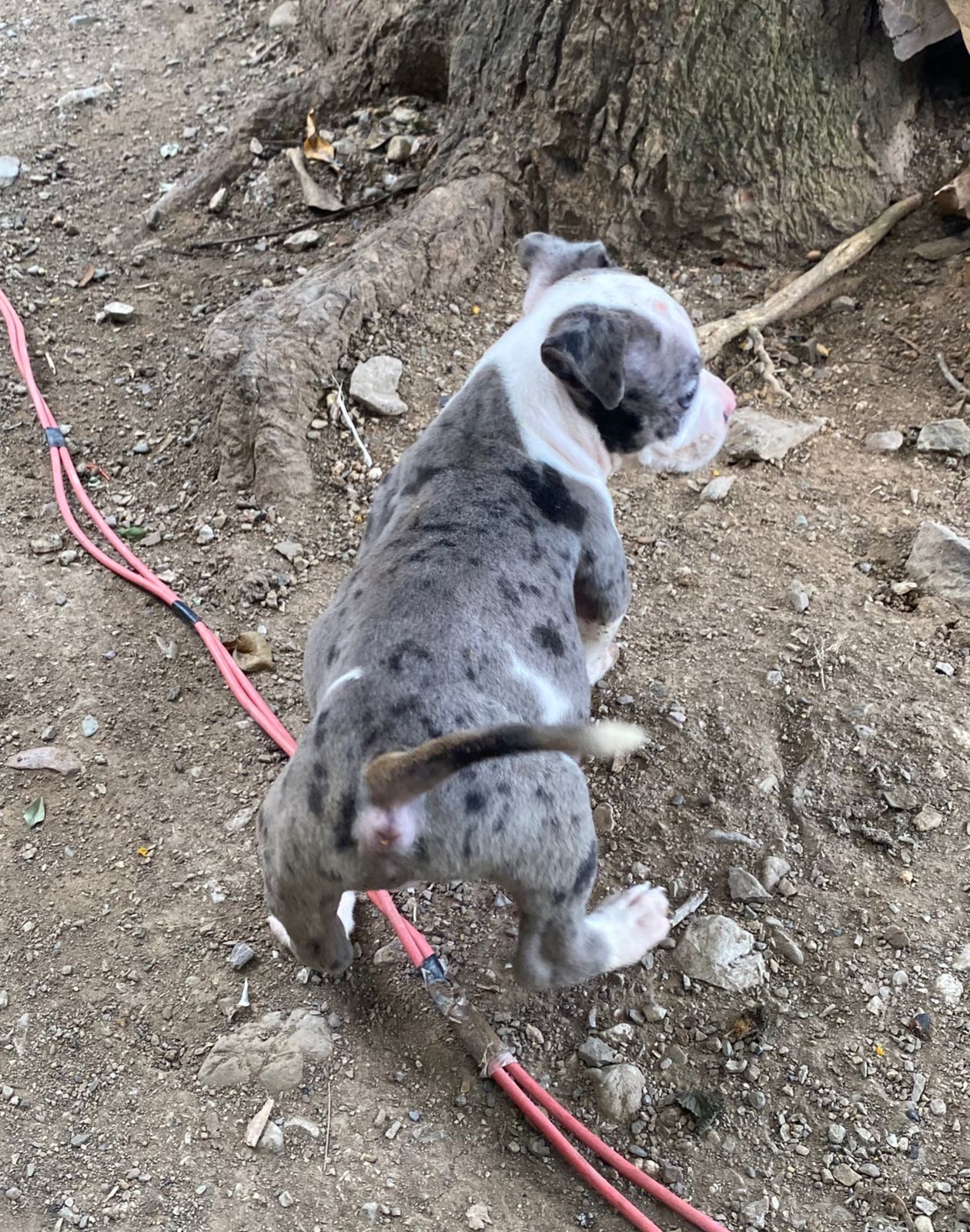 animales y mascotas - Pitbull Blue Merle 5