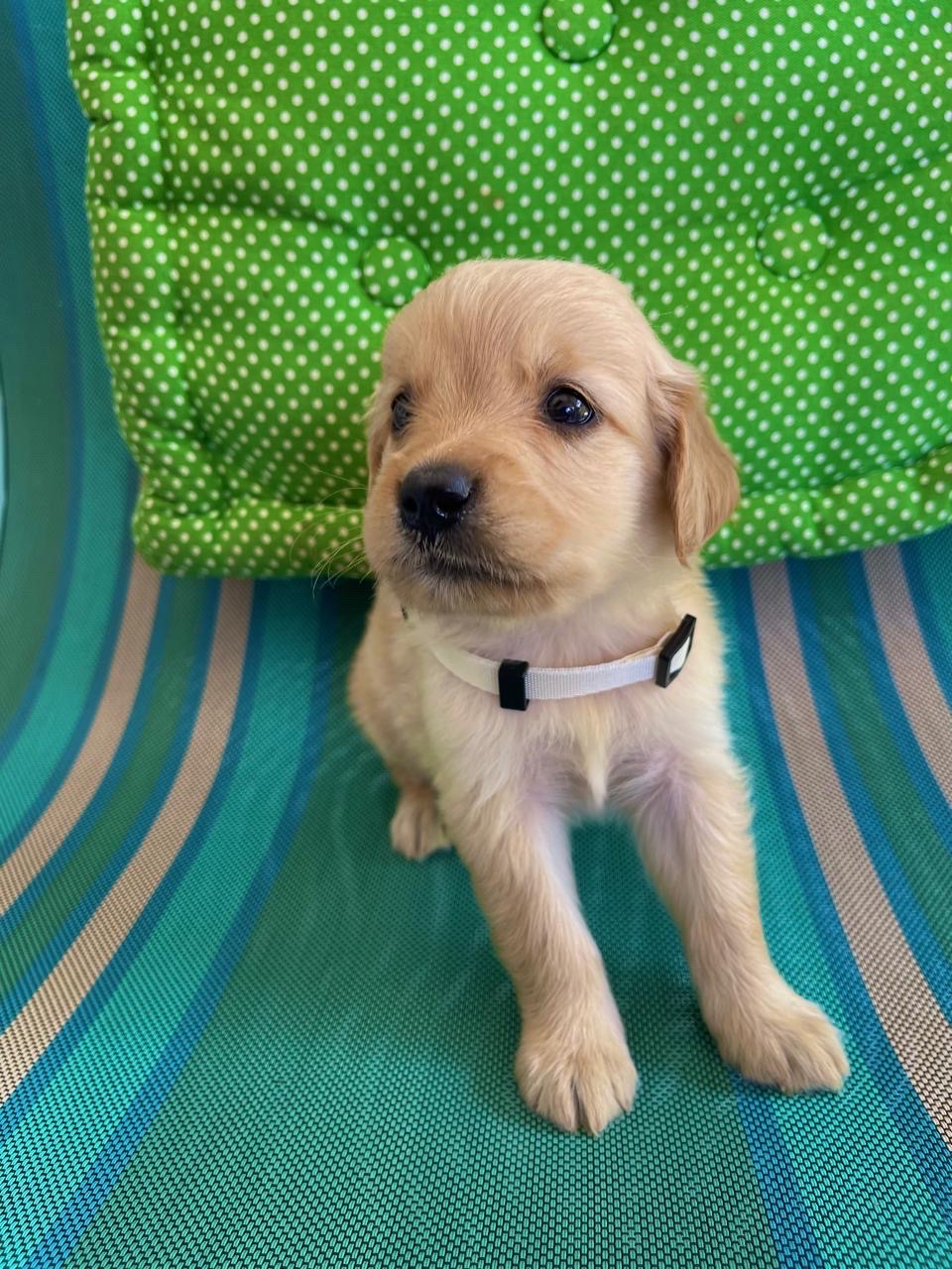 animales y mascotas - cachorro Golden Retriever  1