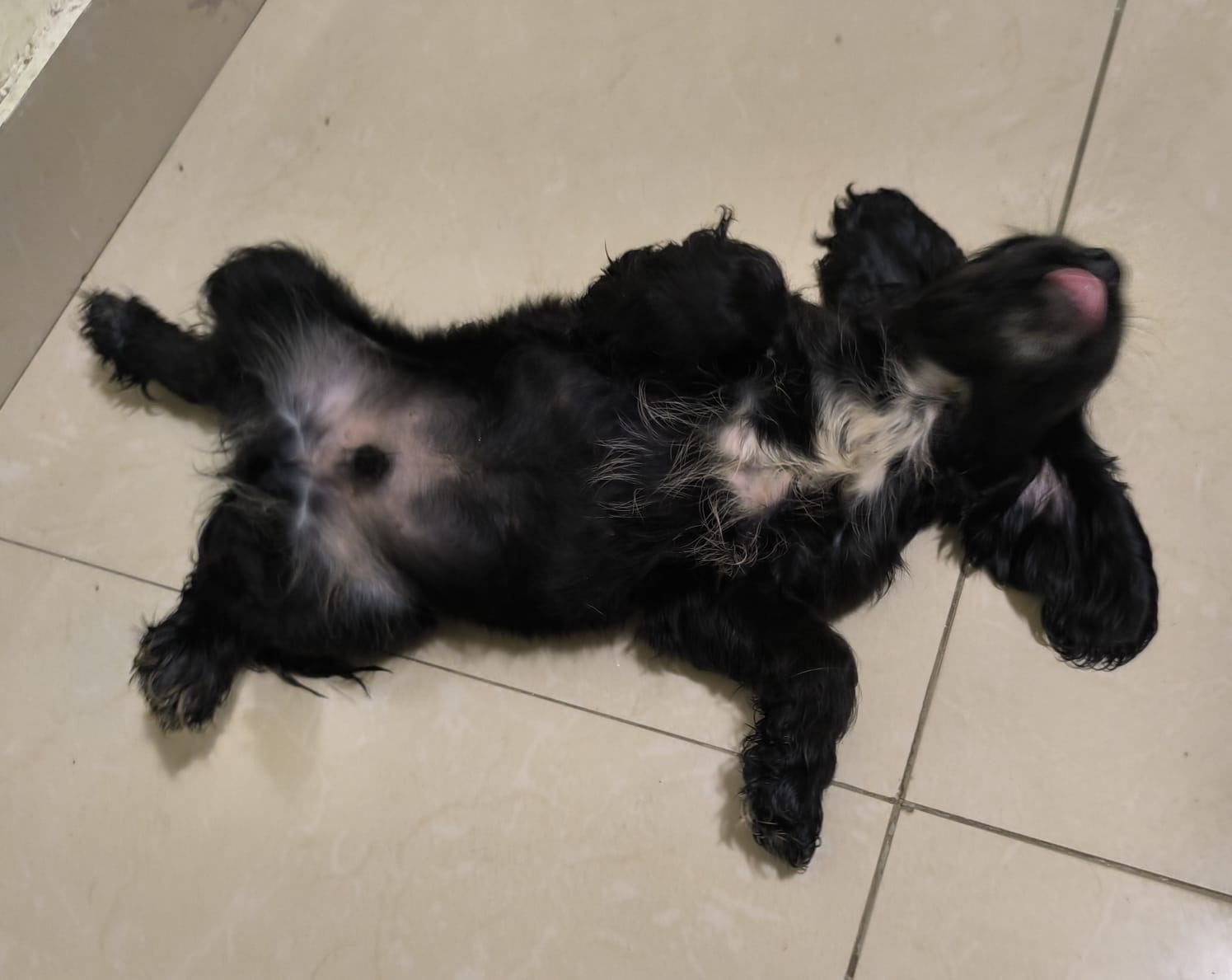 animales y mascotas - cocker Spaniel Bien lindos Machos  0