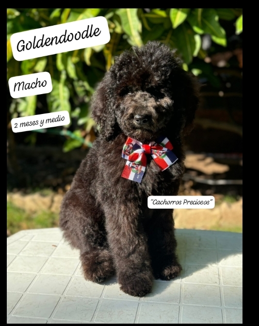 animales y mascotas - French Poodle Gigante y Goldendoodle de oportunidad!!! 5