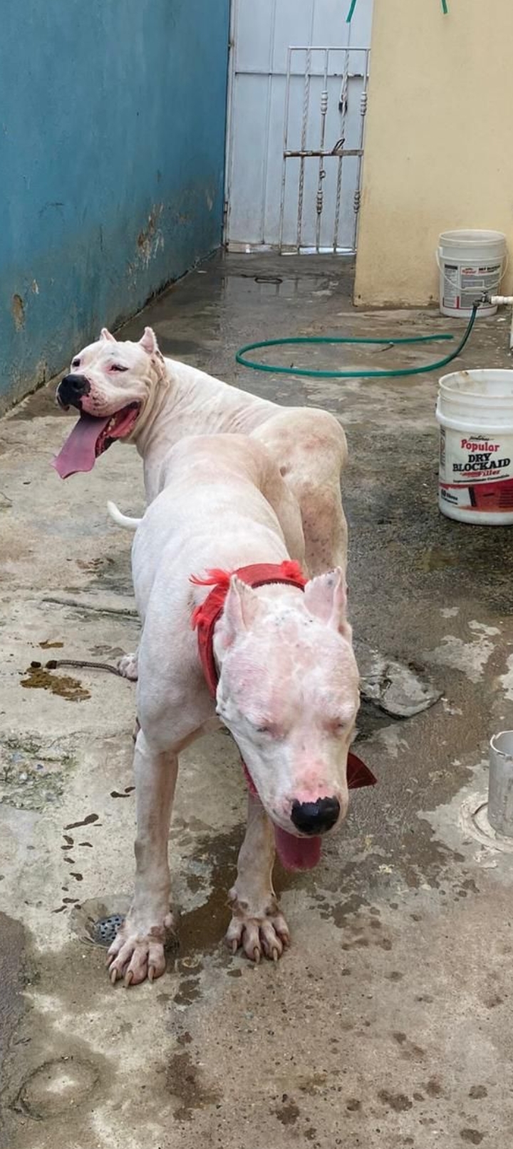 animales y mascotas - Dogo argentino monta  2