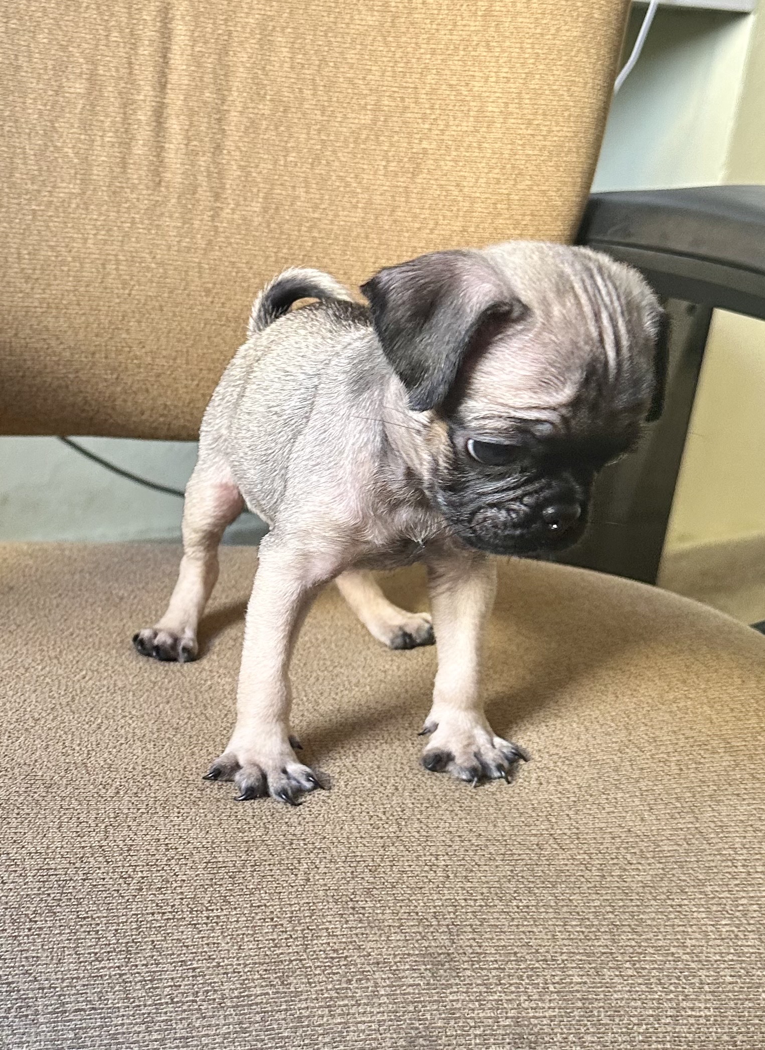 animales y mascotas - cachorro pug vacunado y deparacitado varón  1
